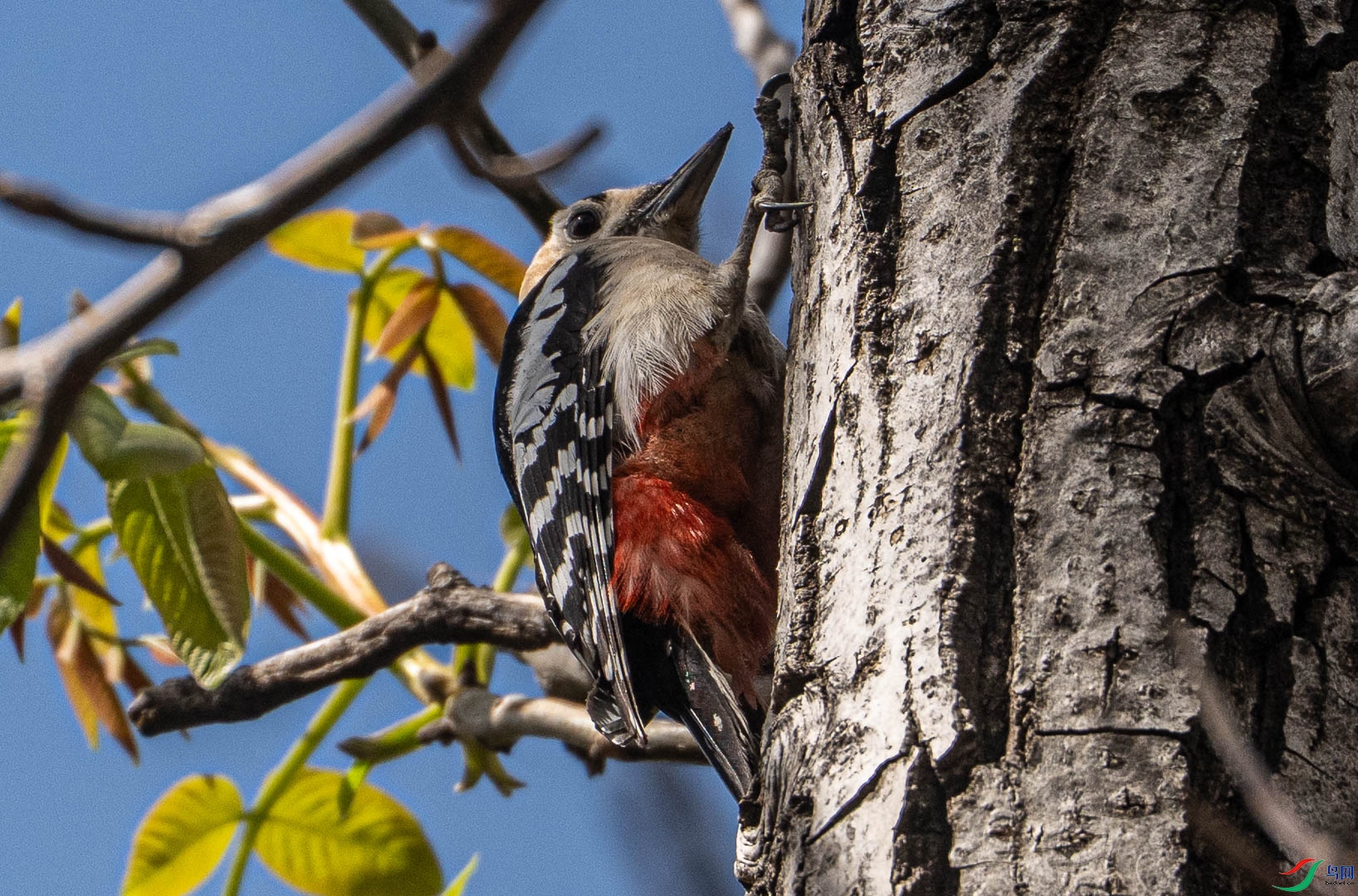DSC_0786.jpg