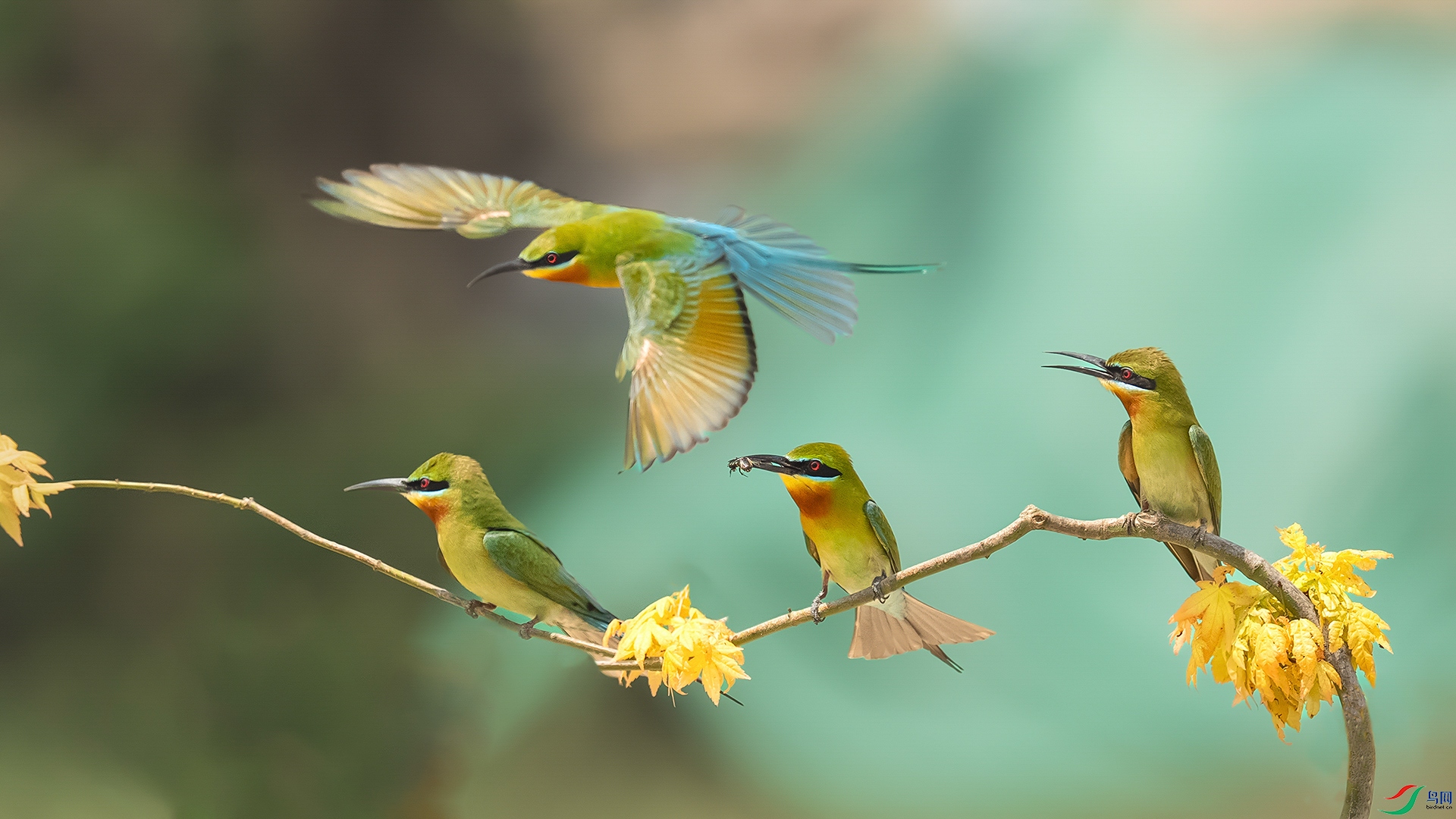 �����仢һ