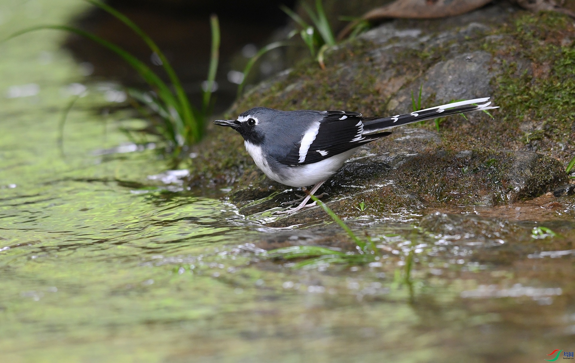 DSC_3531.jpg