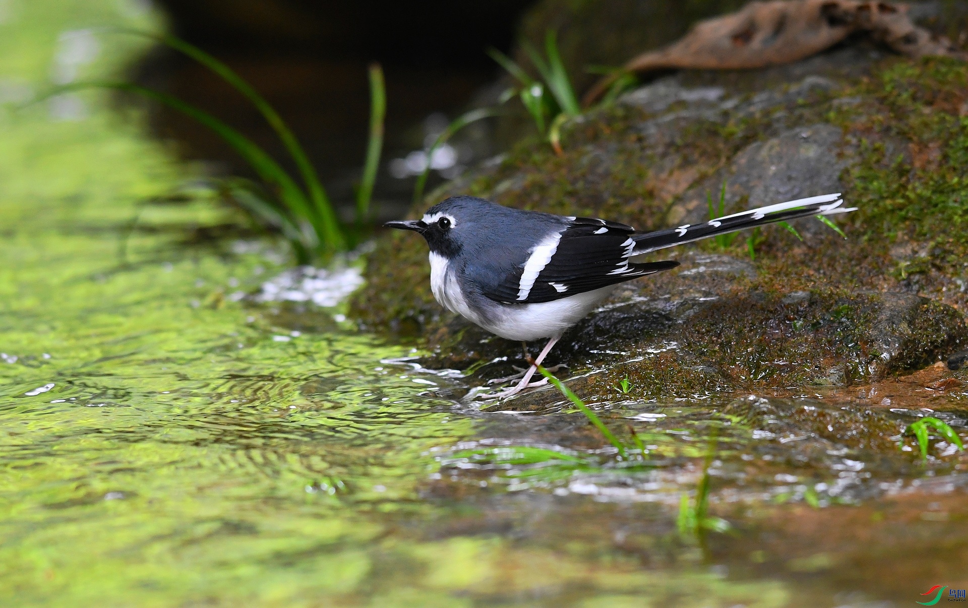 DSC_3528.jpg