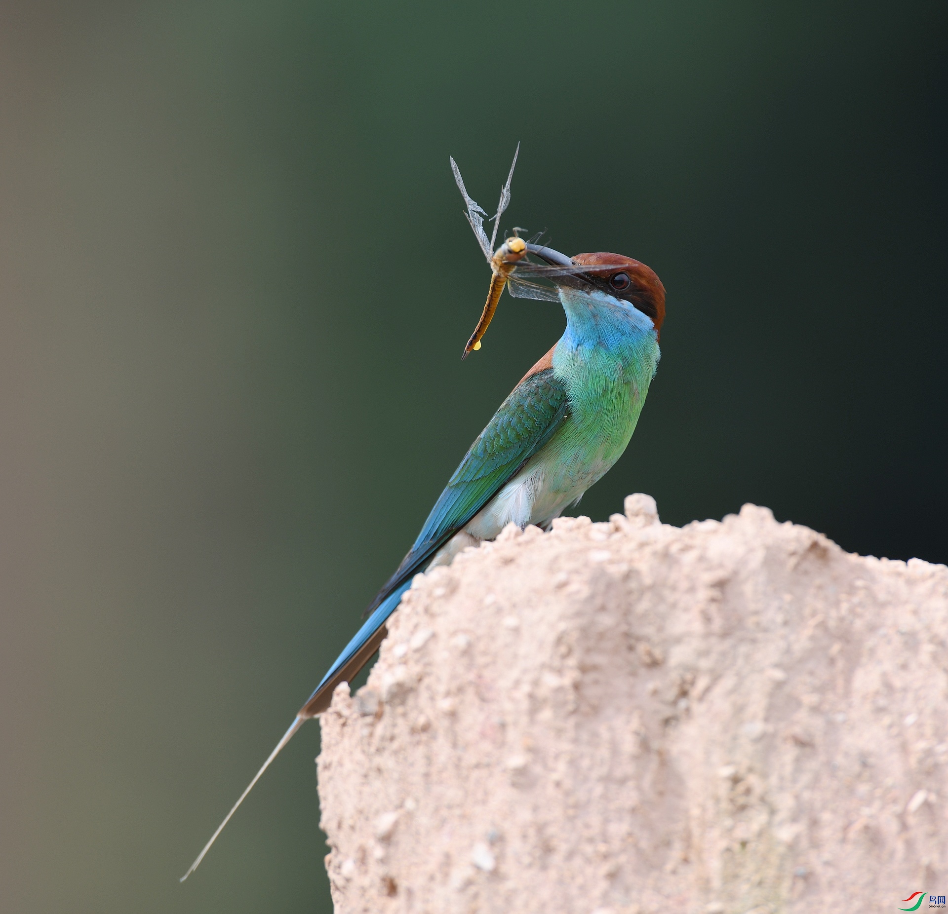 DSC_8671.jpg