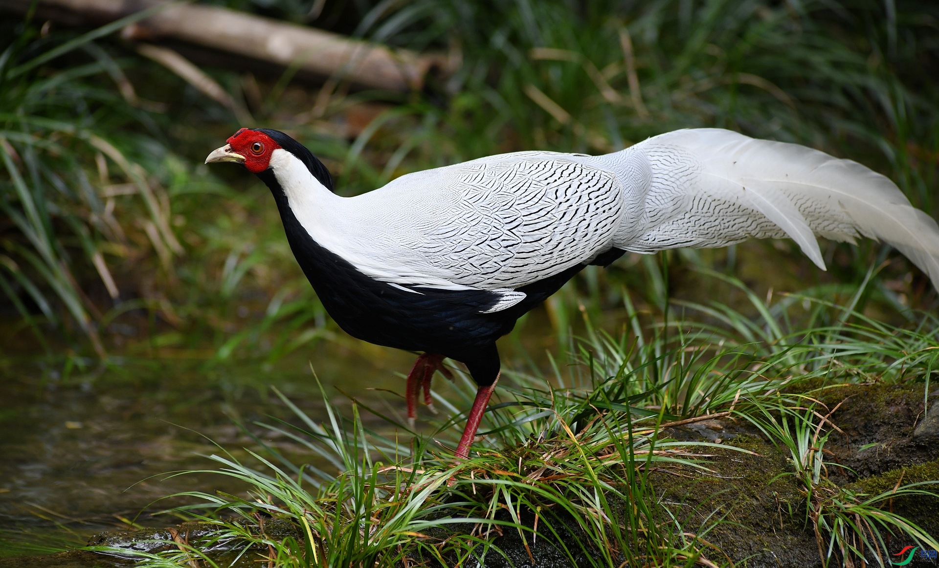 DSC_1062.jpg