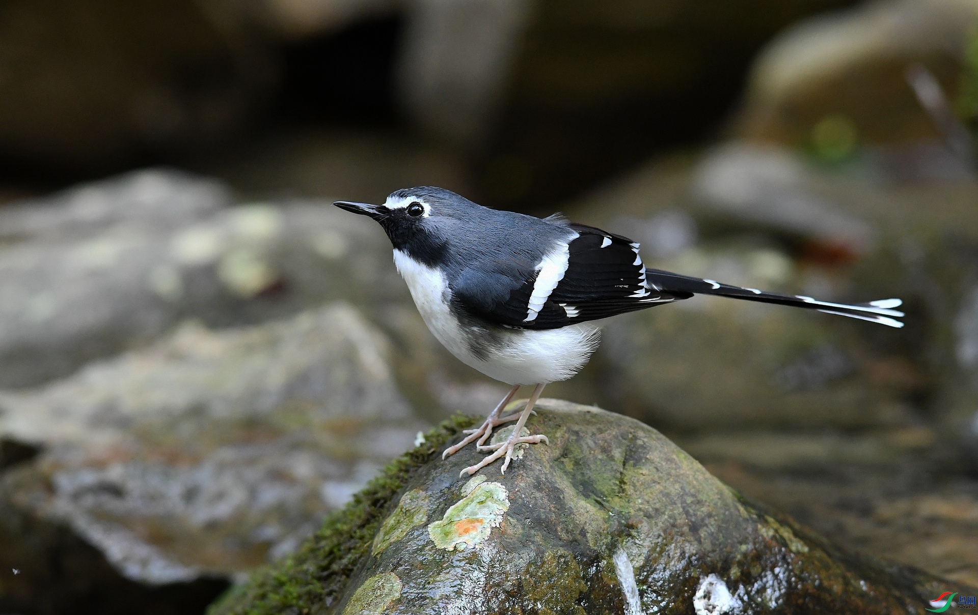 DSC_2133.jpg