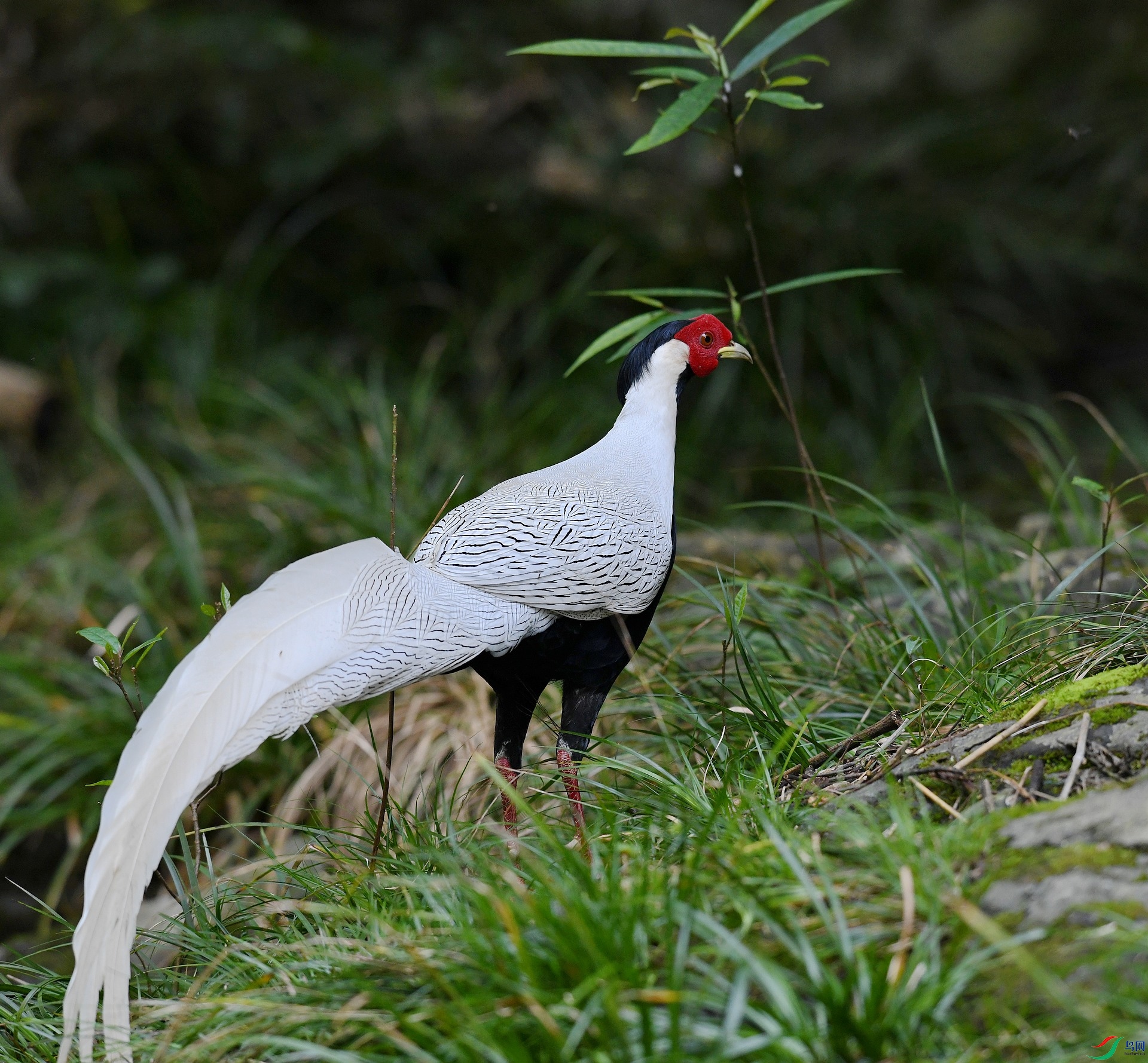 DSC_1978.jpg