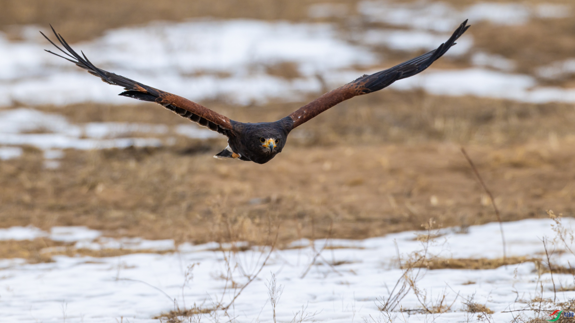 ��ǳ��ӥ��.jpg