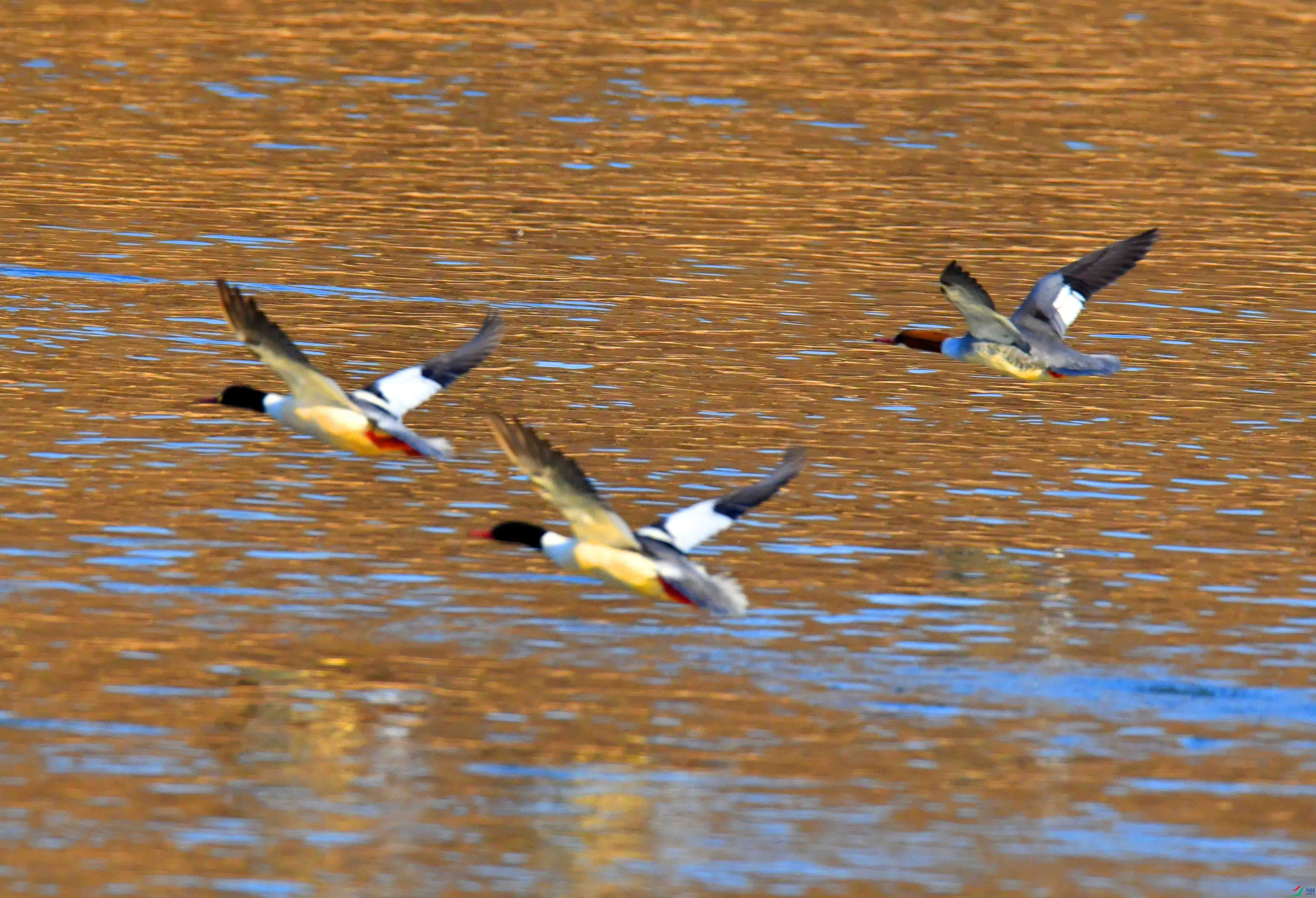 DSC_2286.JPG
