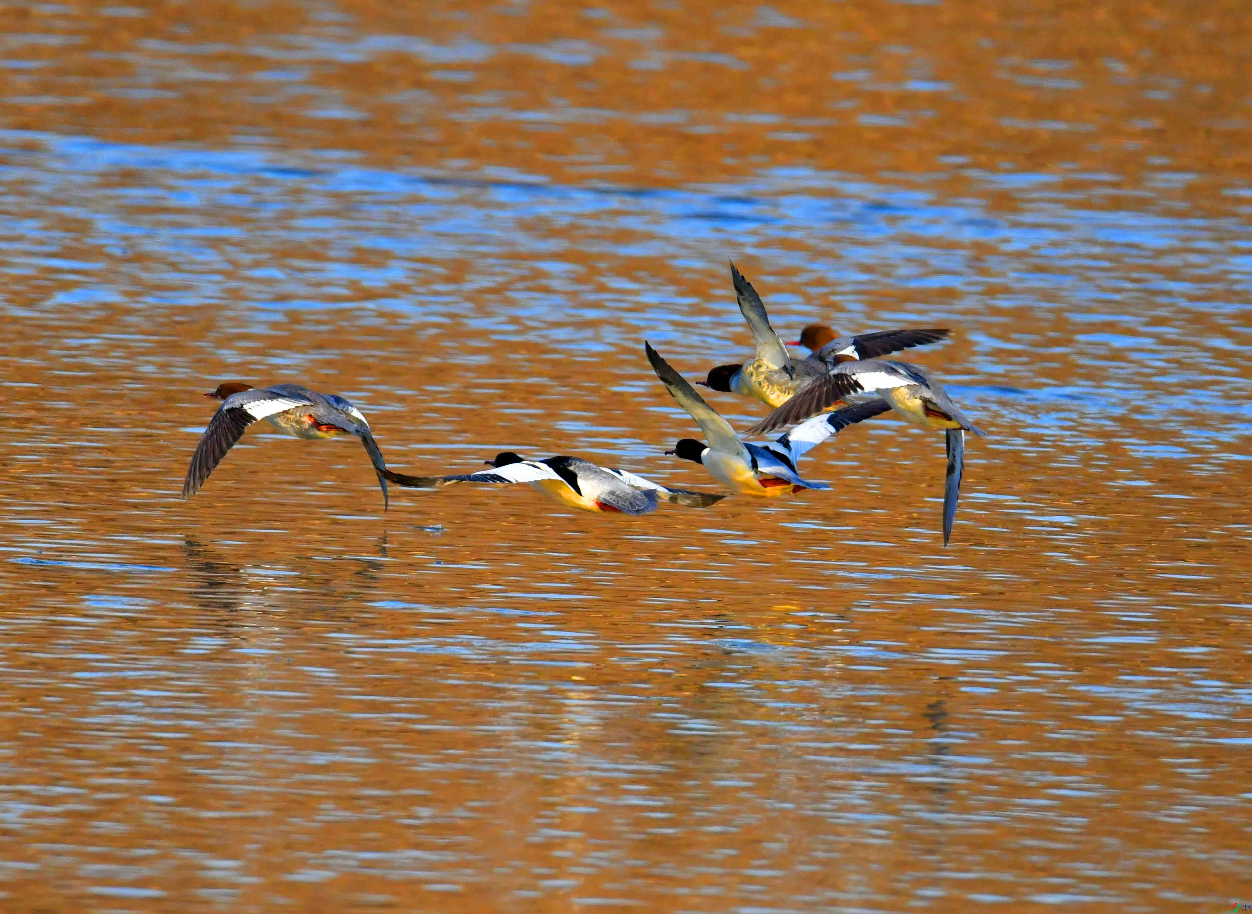 DSC_2294.JPG
