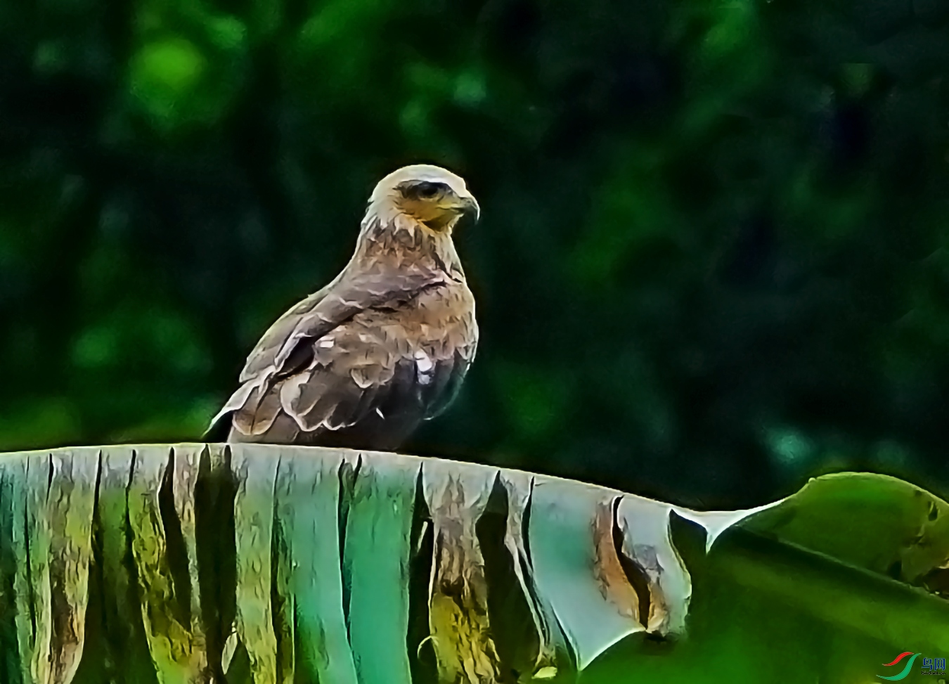 DSC06469-6d.jpg