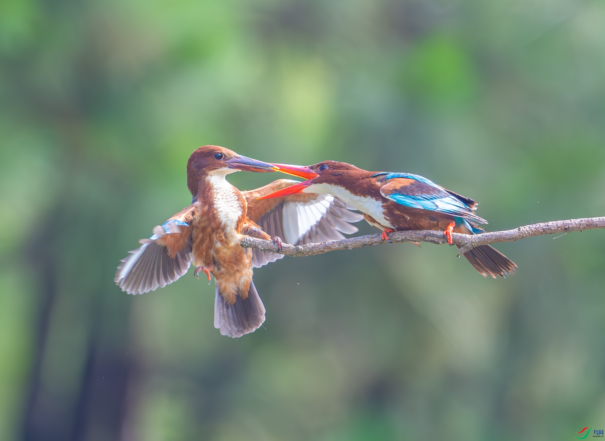 DSC_2941-����ǿ-NR ����.jpg