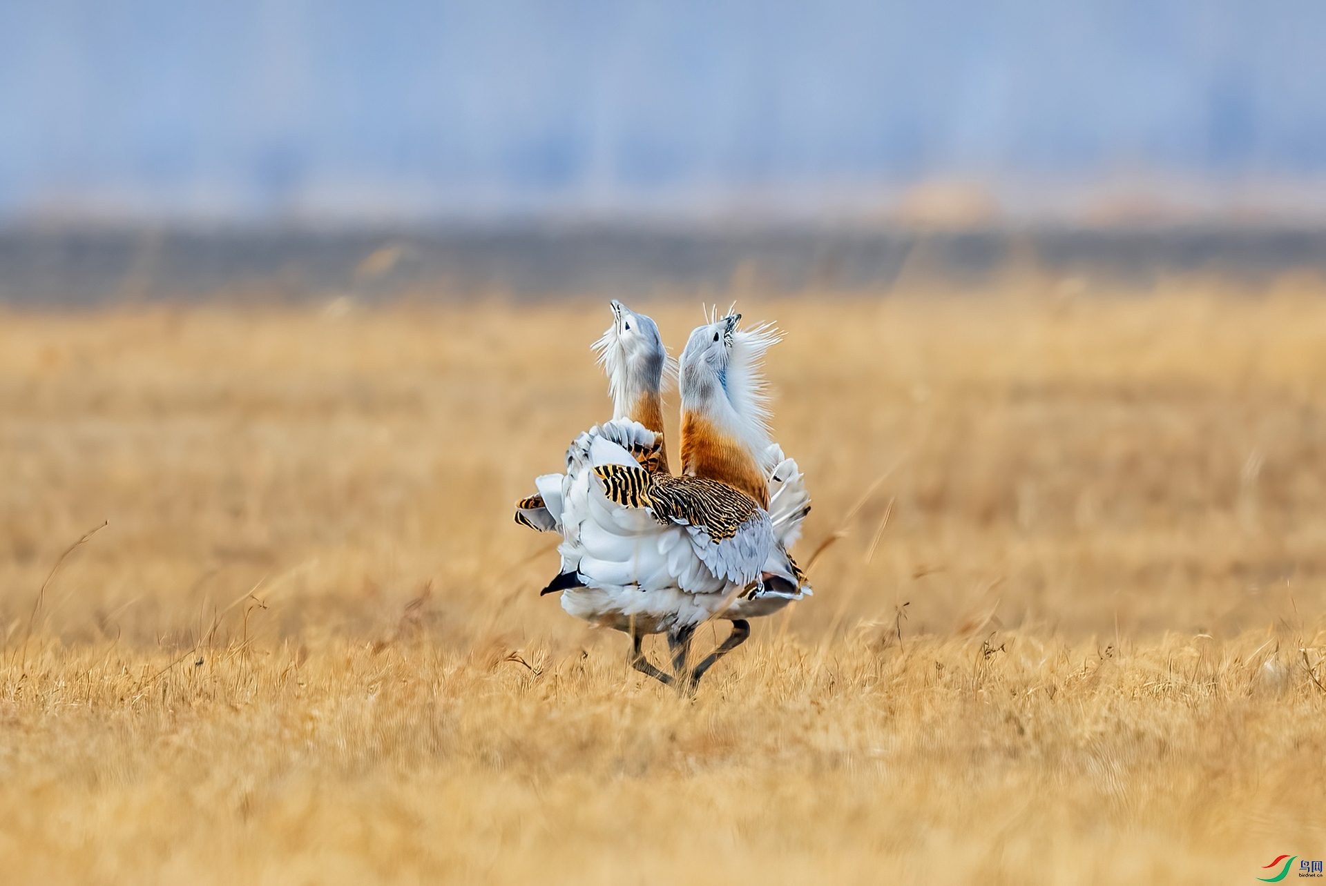 DSC_6879- ����.jpg