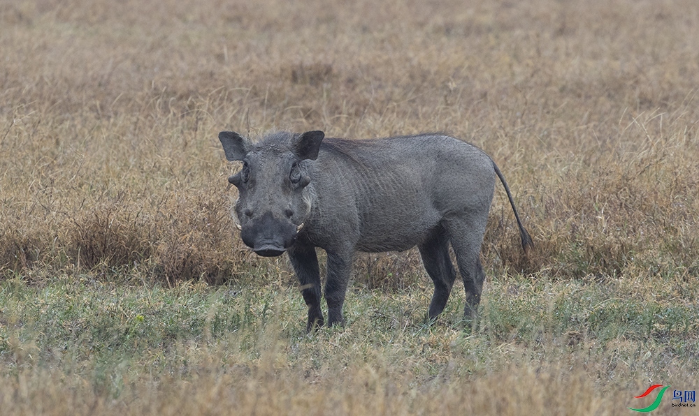 ���ޡ�С������ (6).jpg