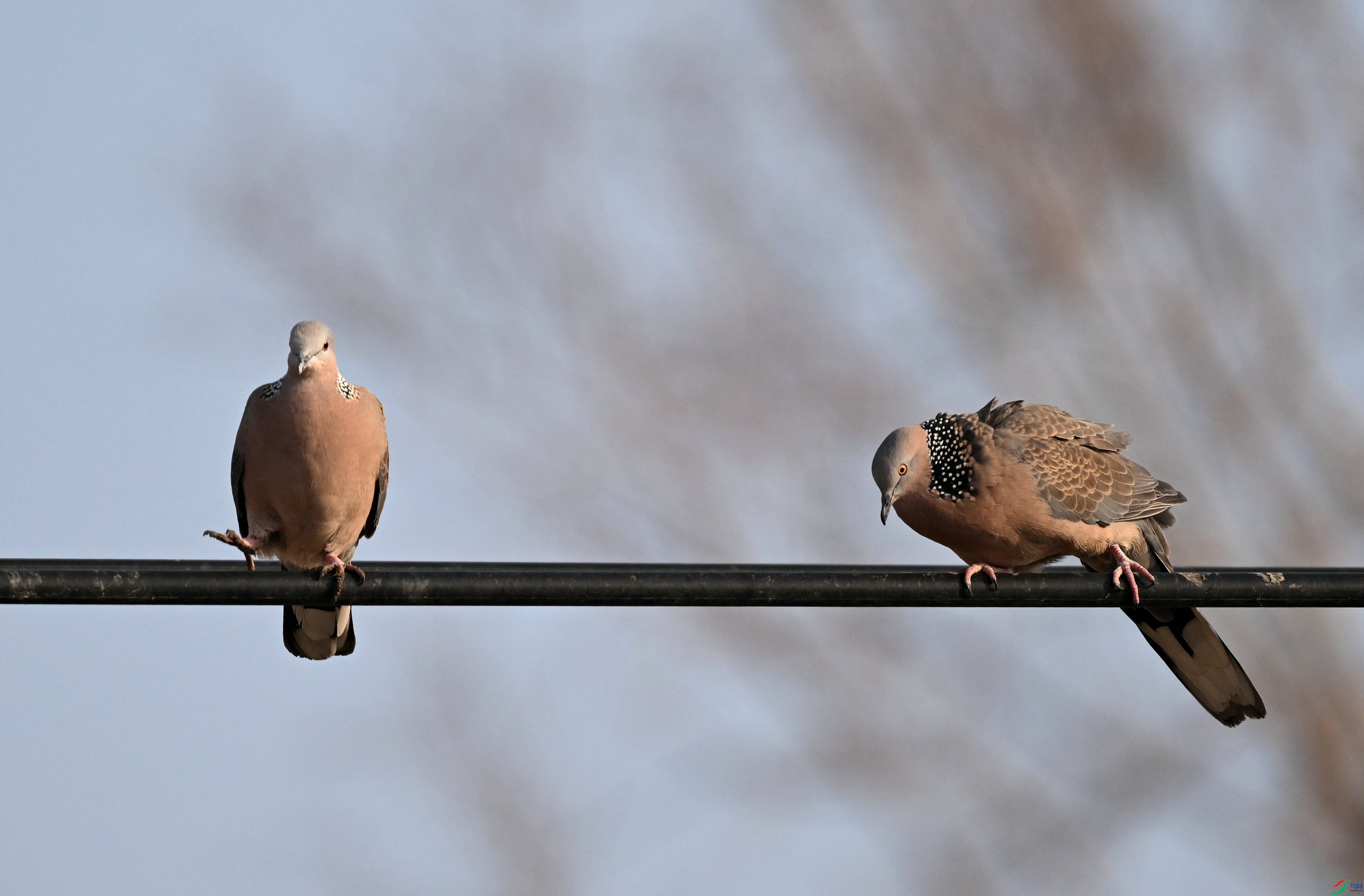 DSC_0917.jpg