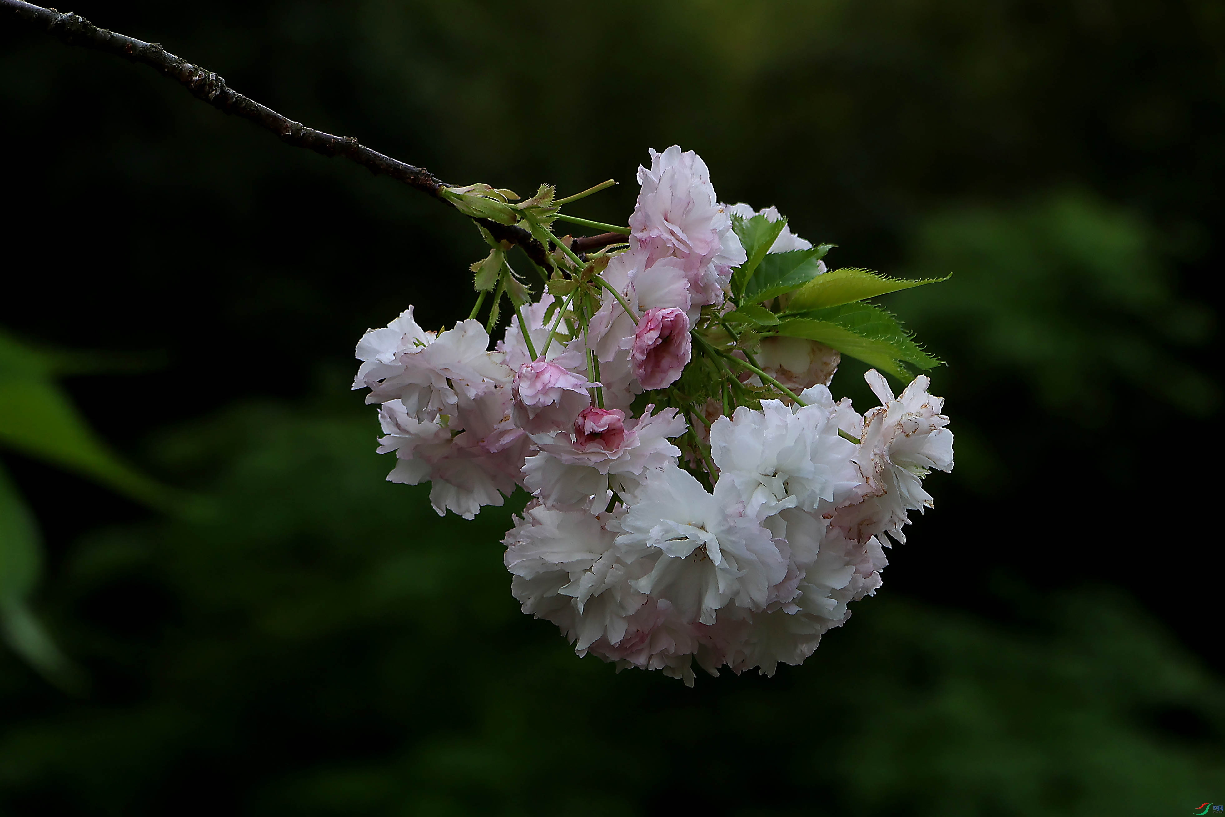 2G9A4279.JPG