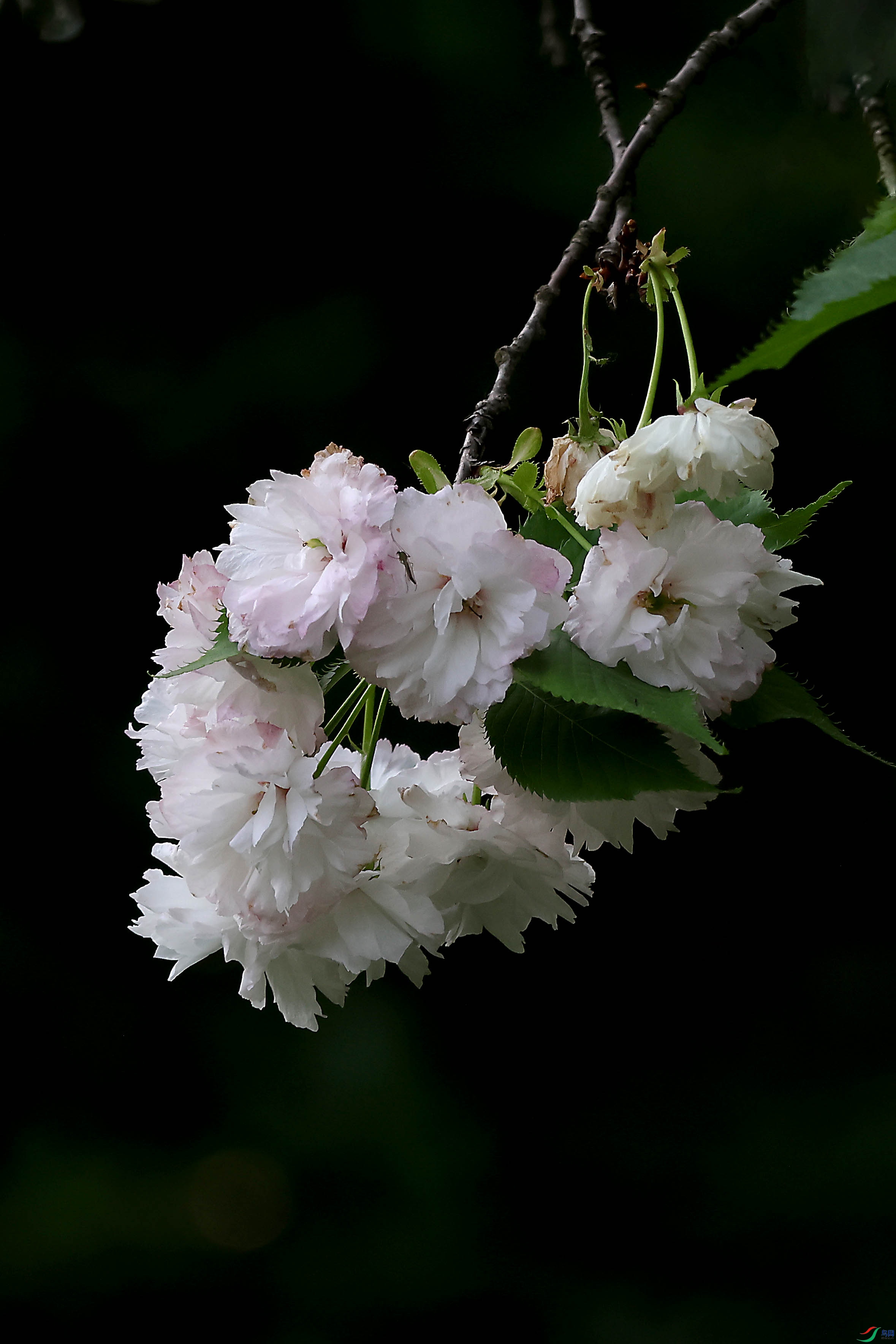 2G9A4280.JPG