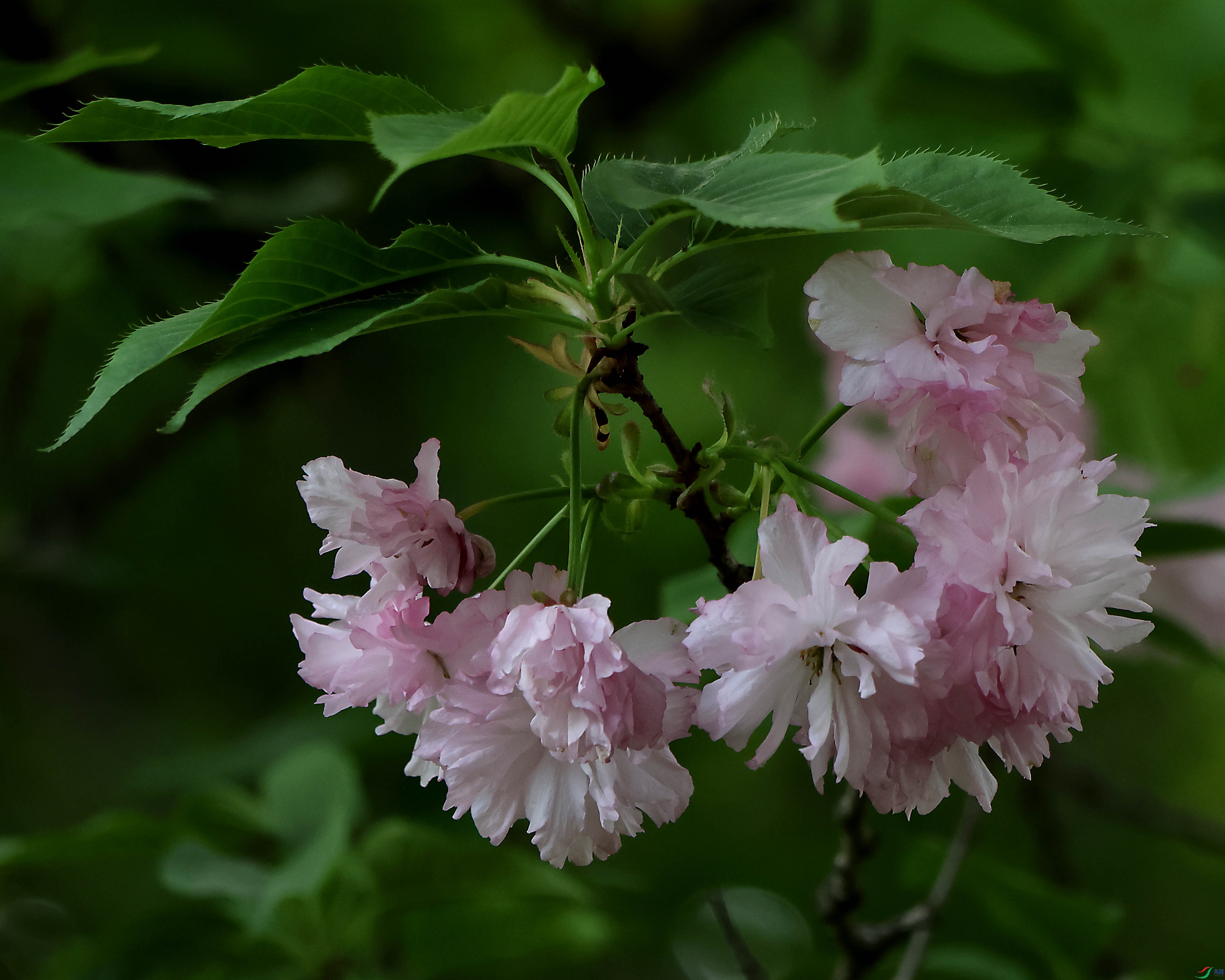 2G9A4290.JPG