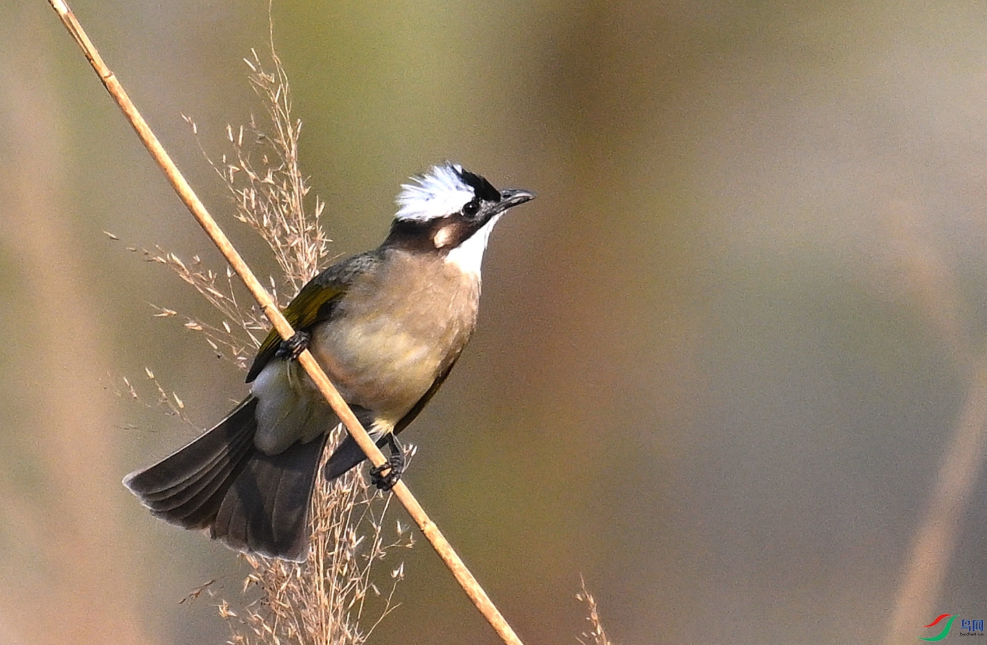 DSC_2790.JPG