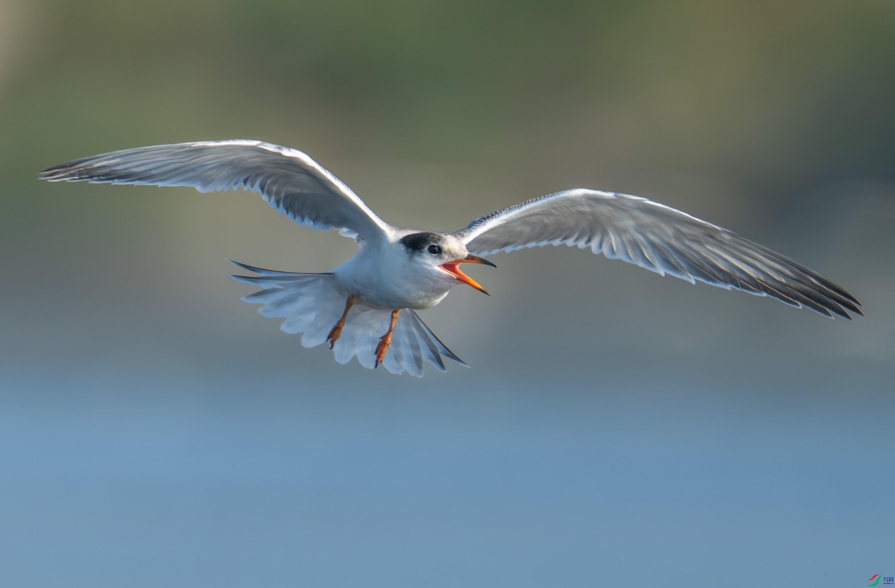 DSC_4551.jpg