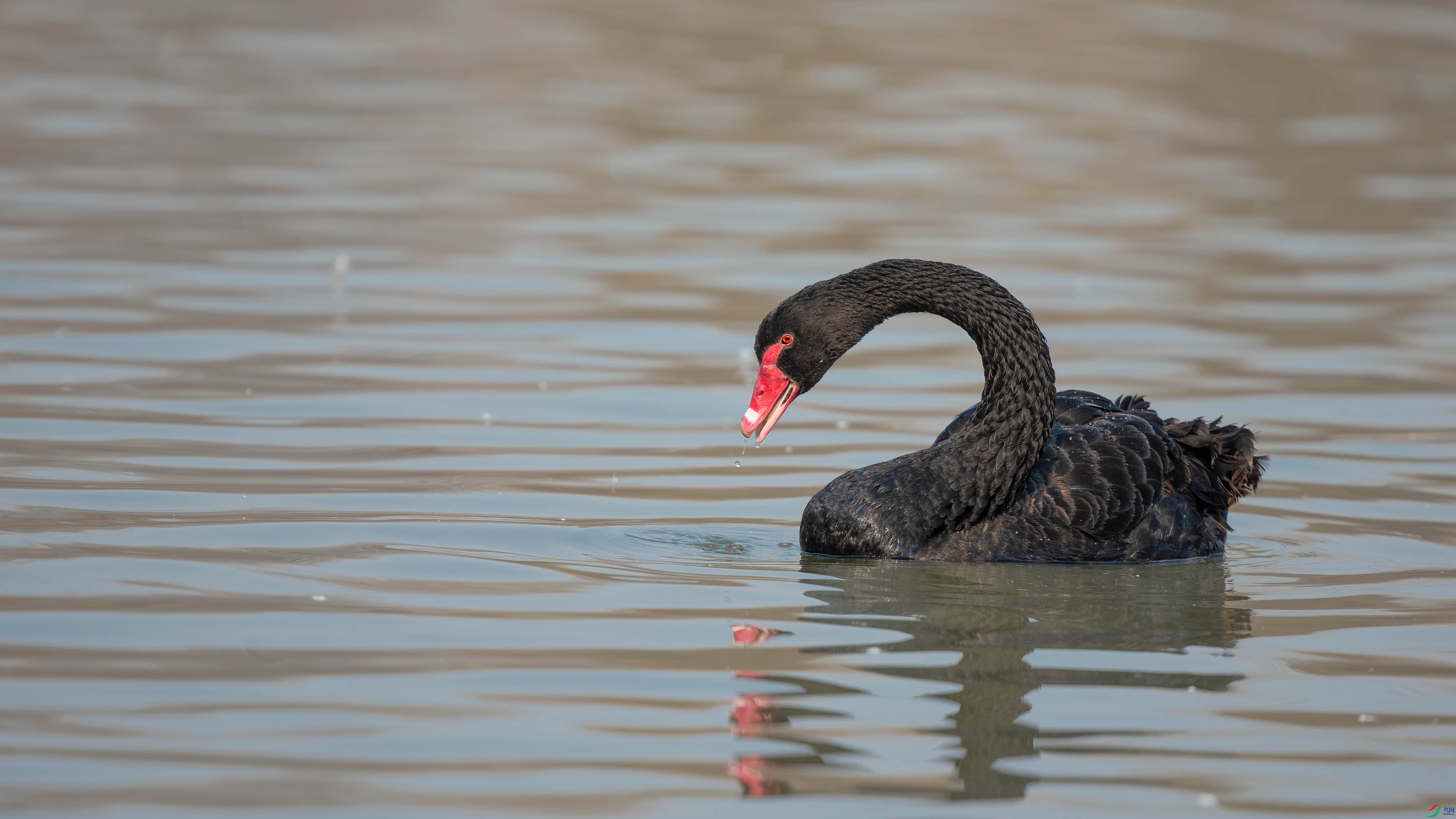 AQ4P7549-1.jpg