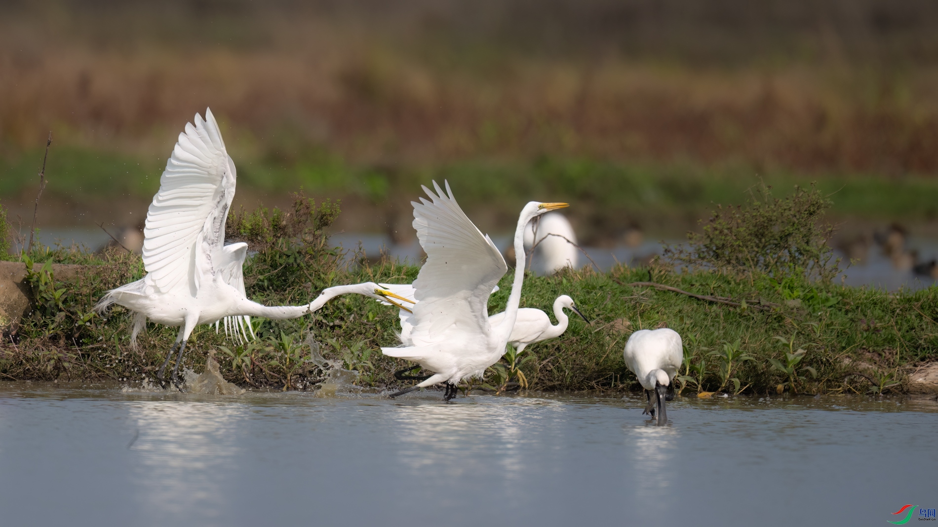 DSC_8567sen2026-2-20-33-�༭.jpg
