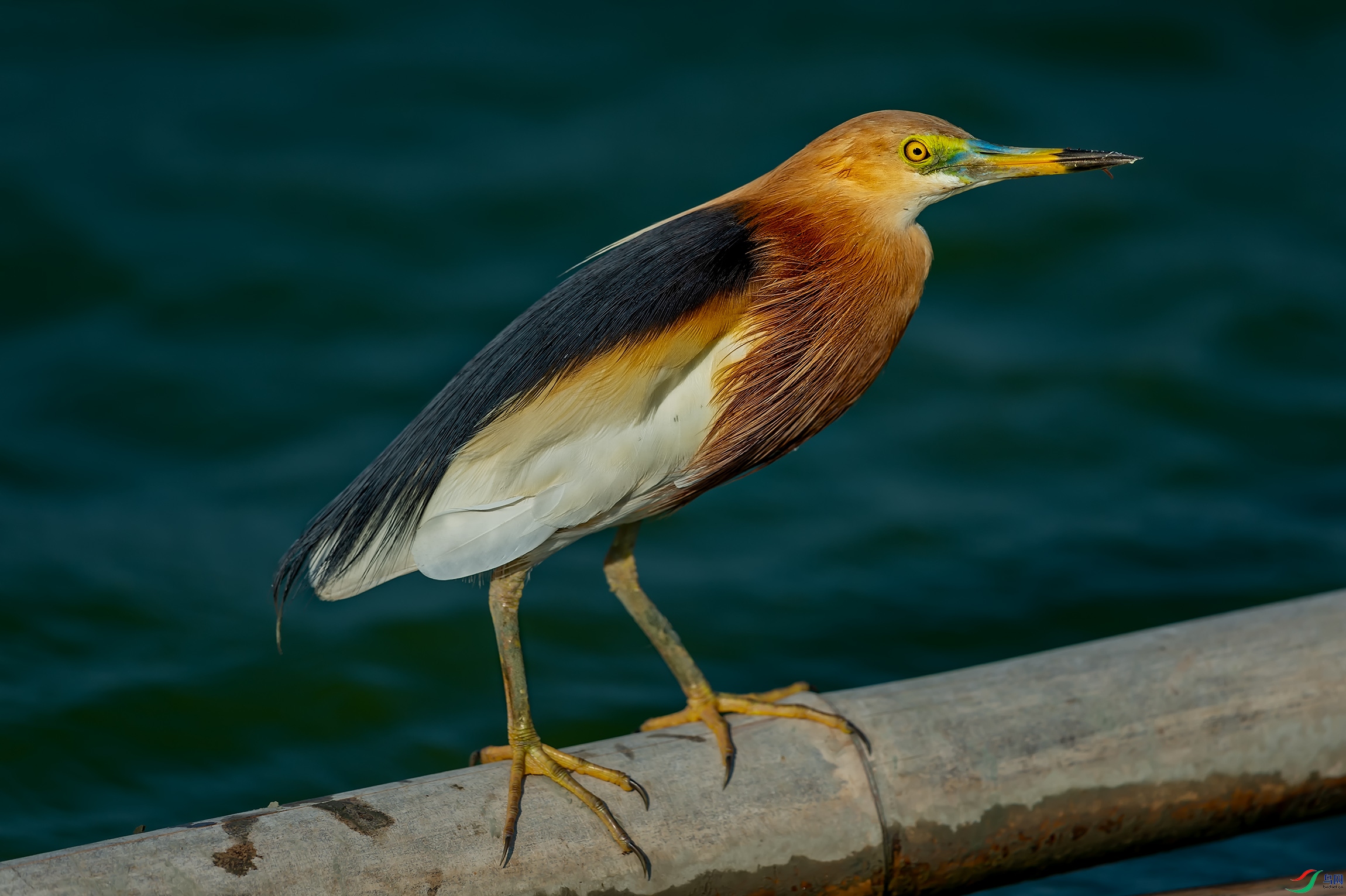 DSC_7093.jpg