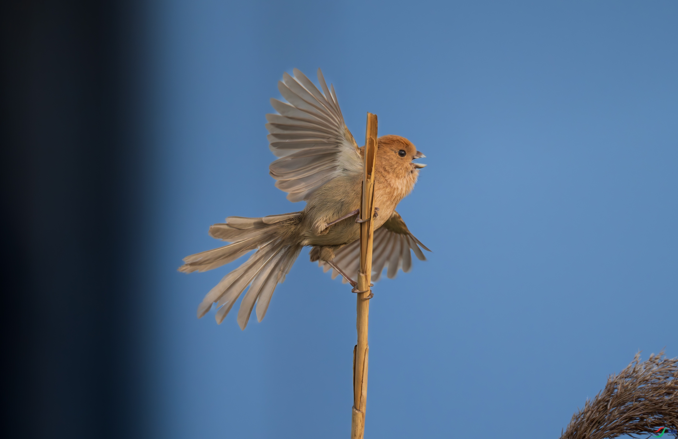DSC_2473.jpg
