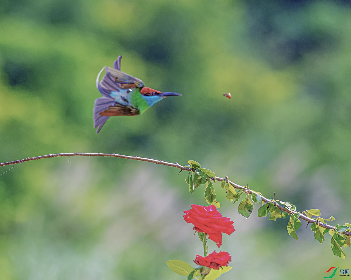 DSC_7901-����ǿ.jpg