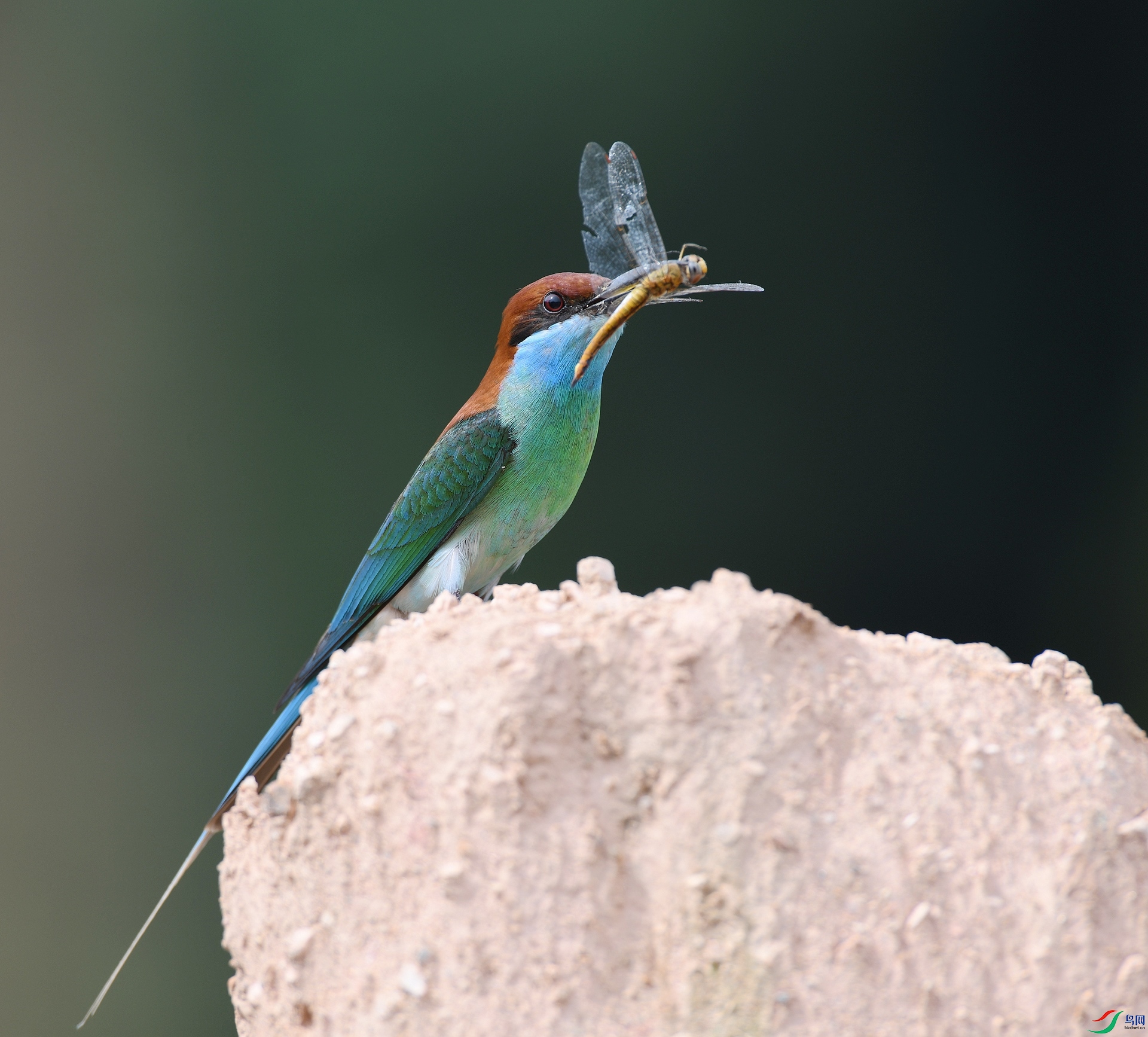 DSC_8674.jpg