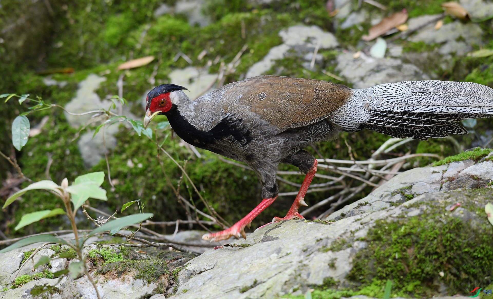 DSC_4455.jpg