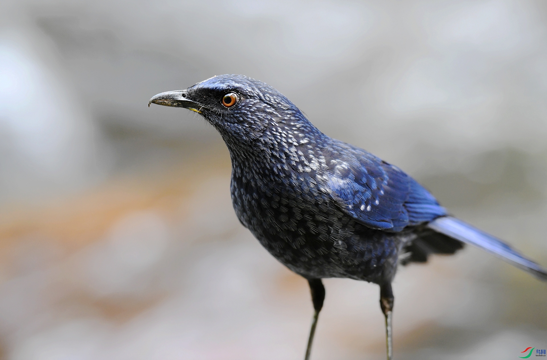 DSC_4758.jpg