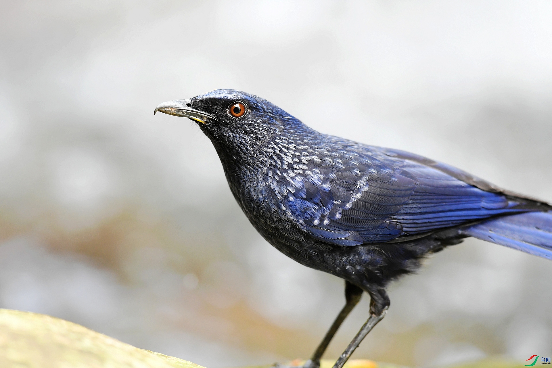 DSC_4763.jpg
