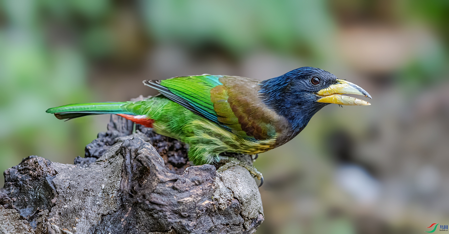 ������ľ��