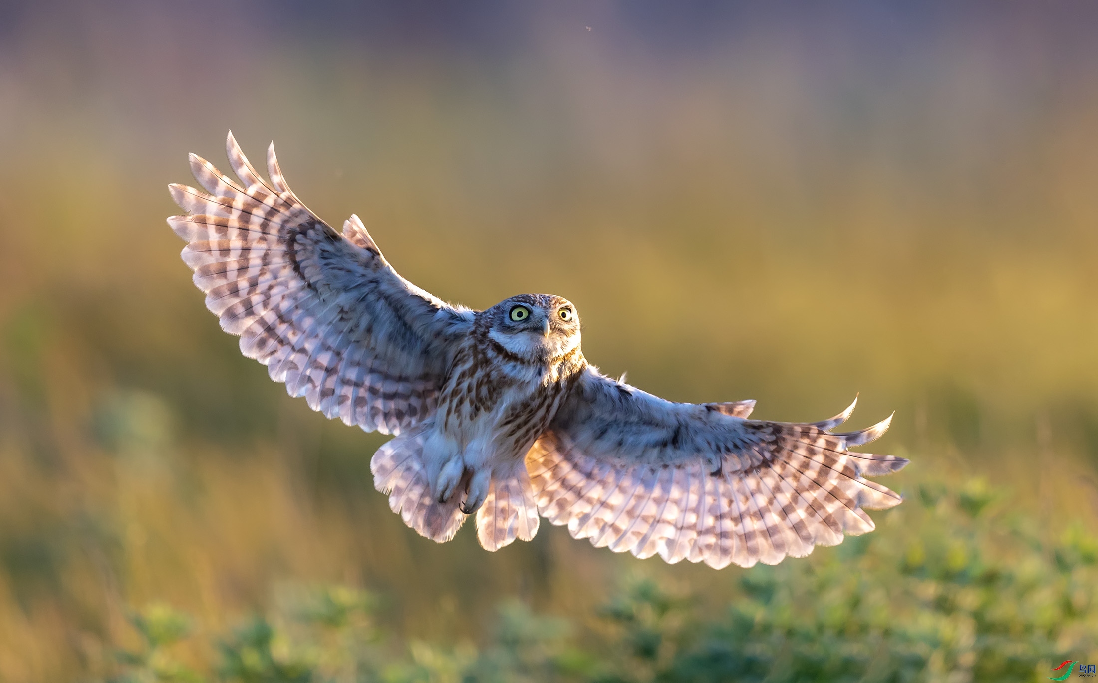 ���Ƹ�С�^