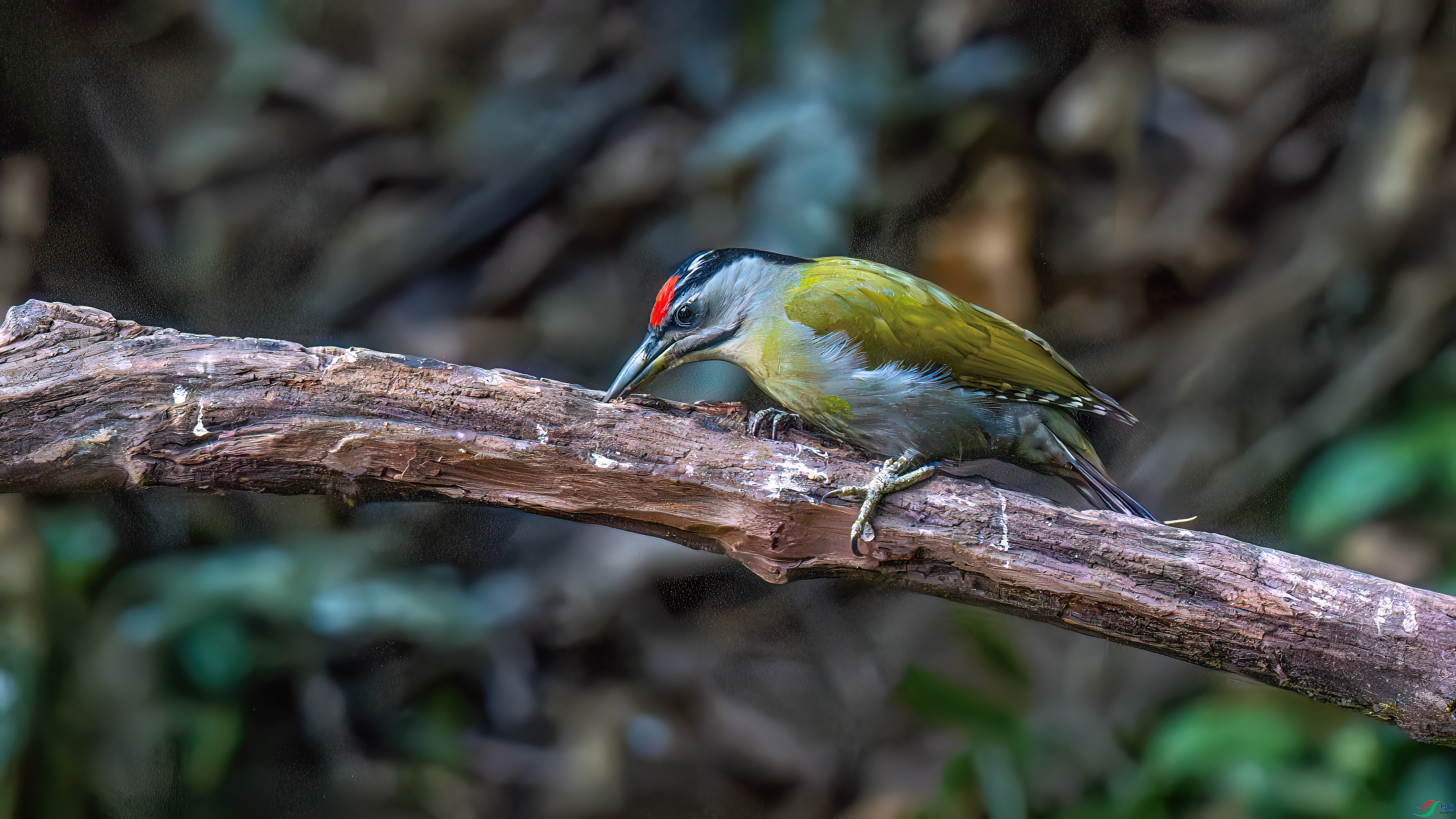 DSC_2541.jpg