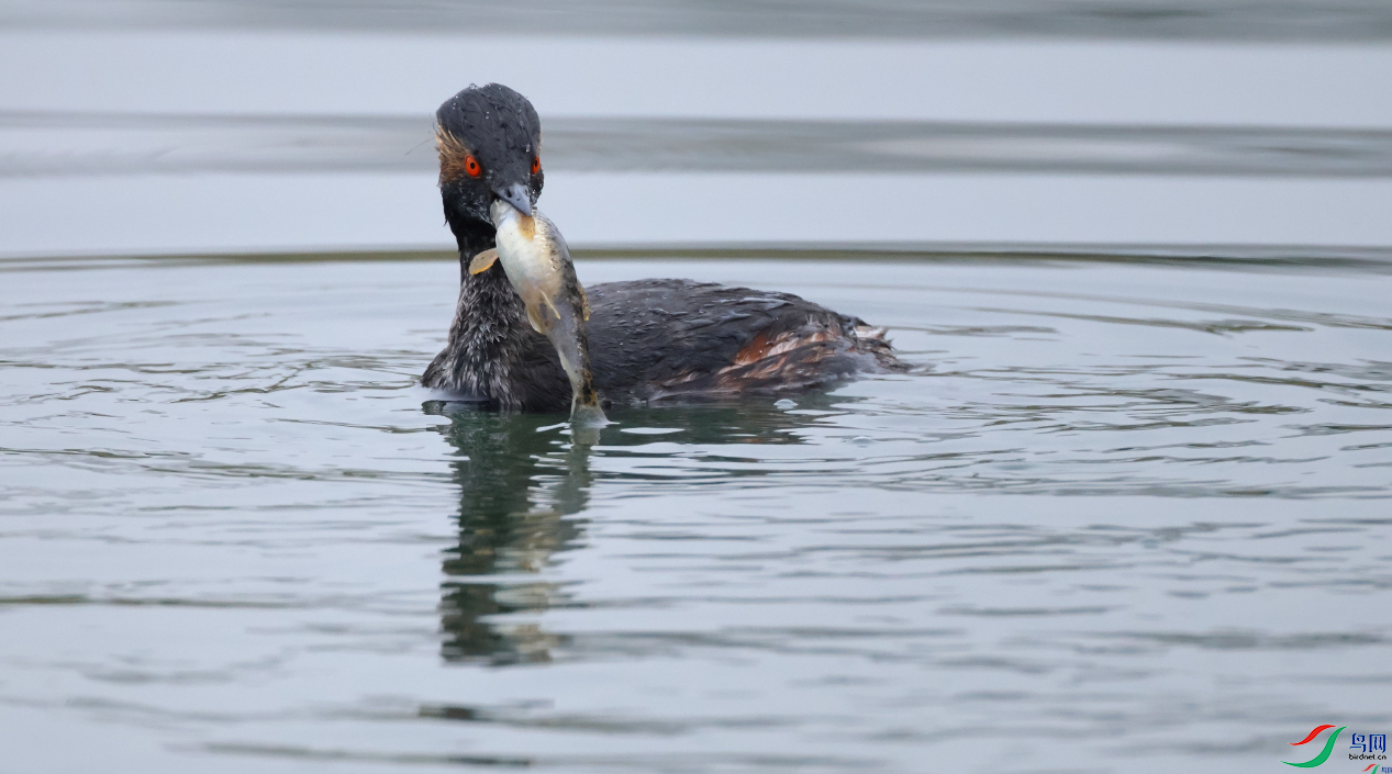 �ھ�PT[�ٻ��Ա����]  aipainiao.png