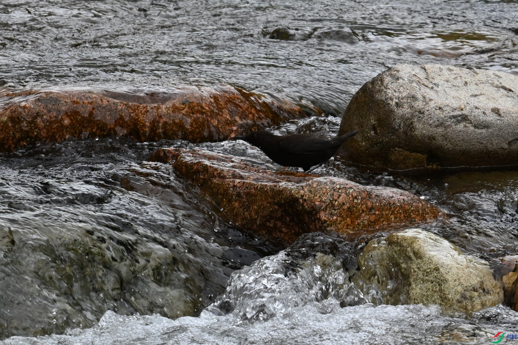DSC_3534.JPG