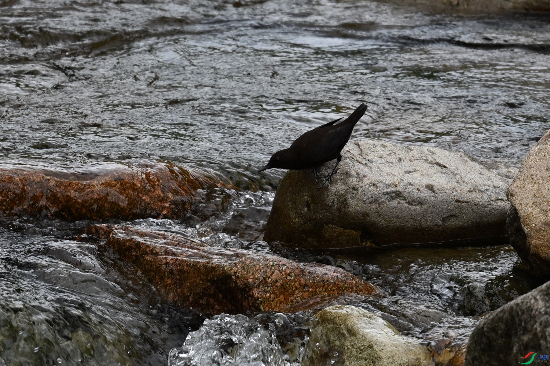 DSC_3530.JPG