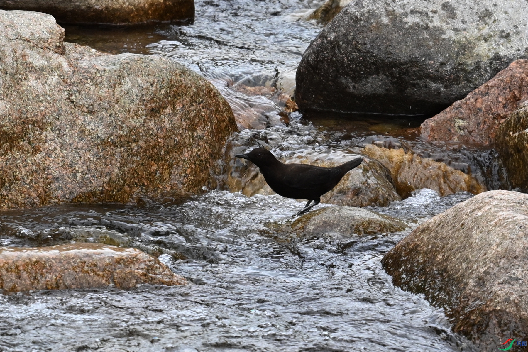 DSC_3516.JPG