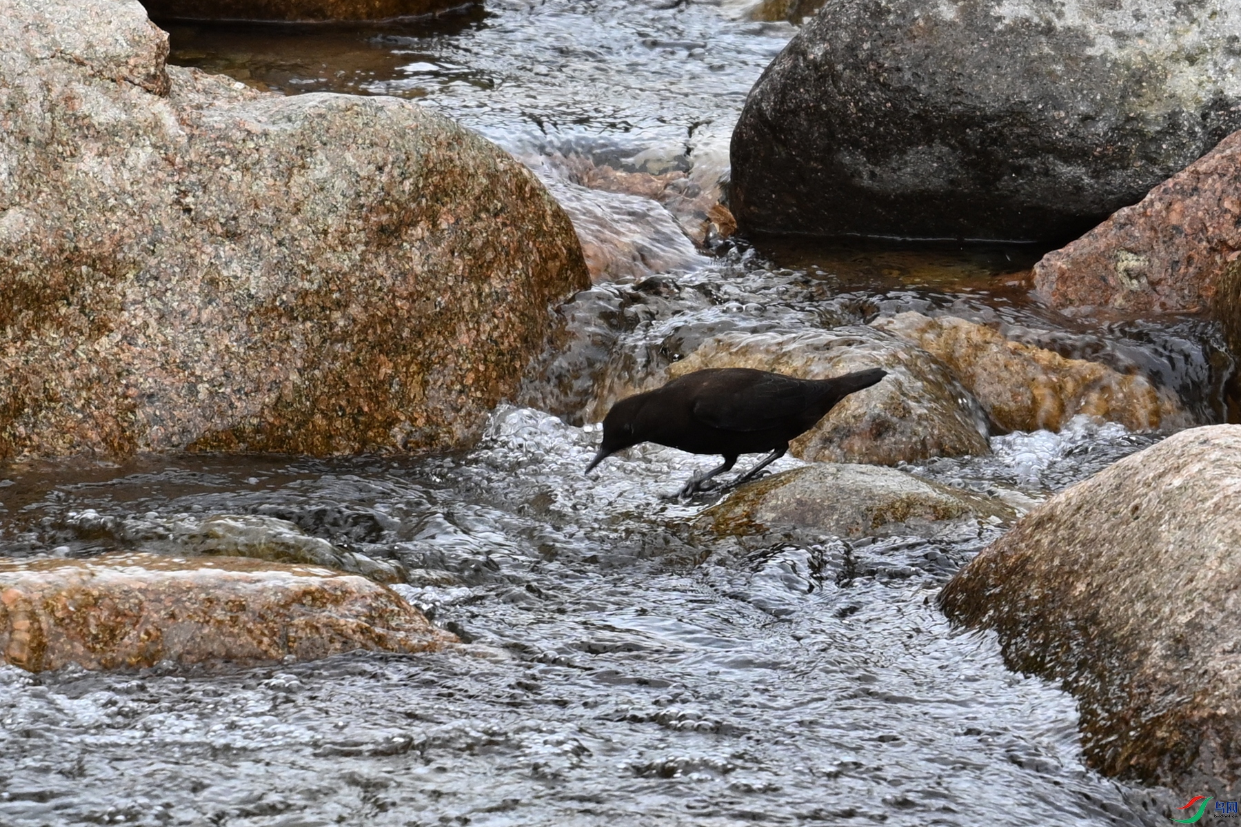 DSC_3518.JPG