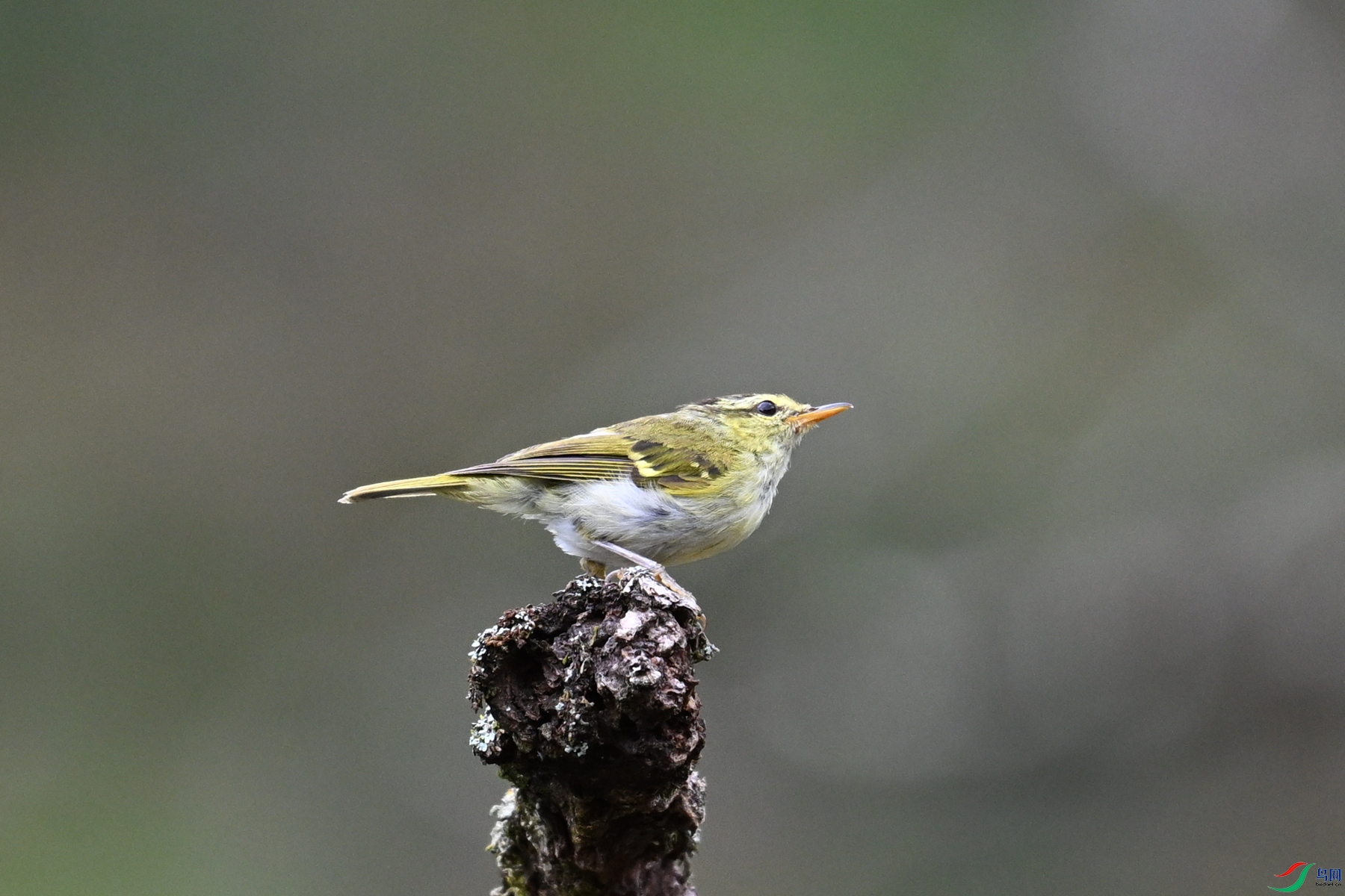DSC_3464.JPG