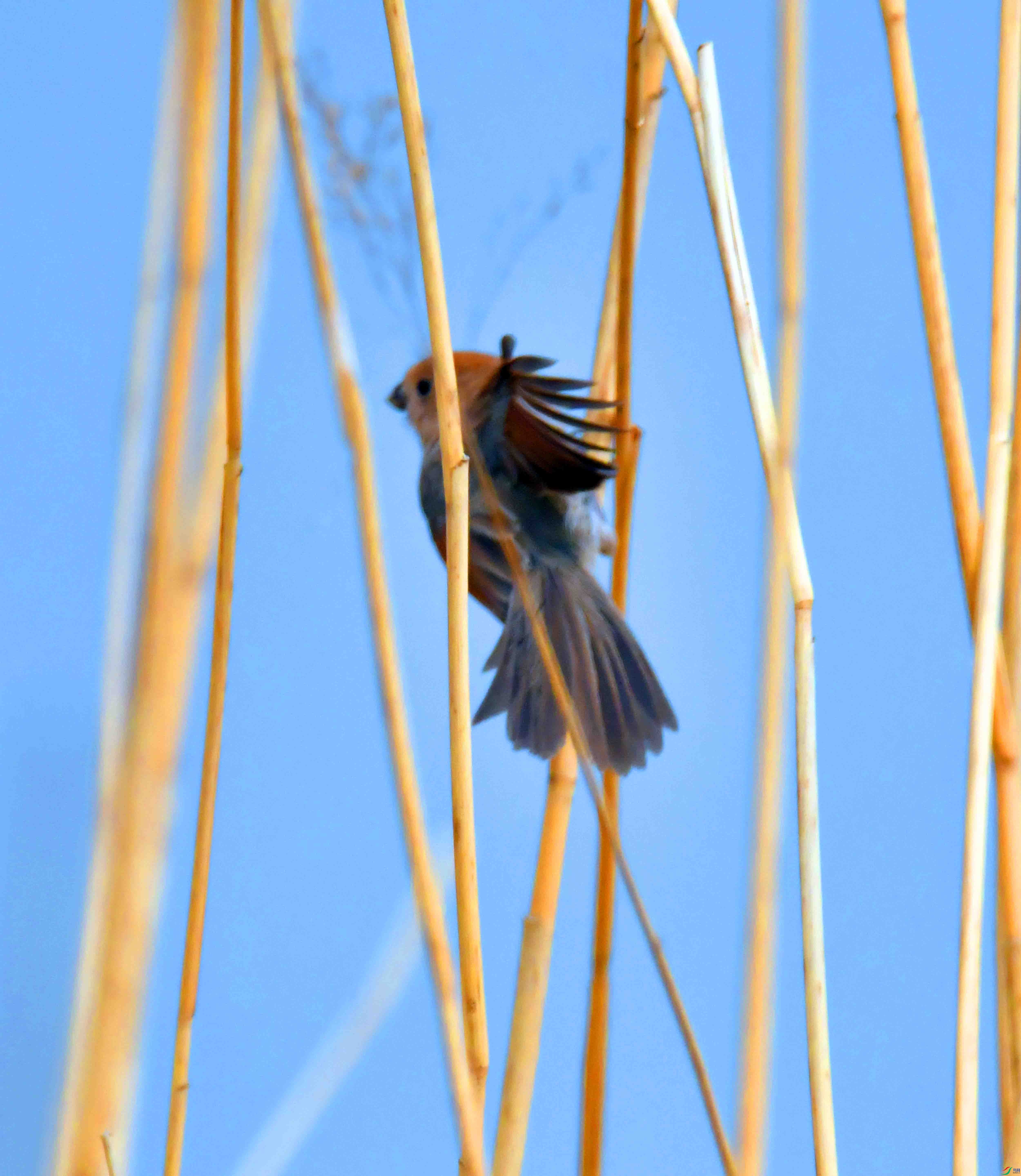 DSC_1855.JPG