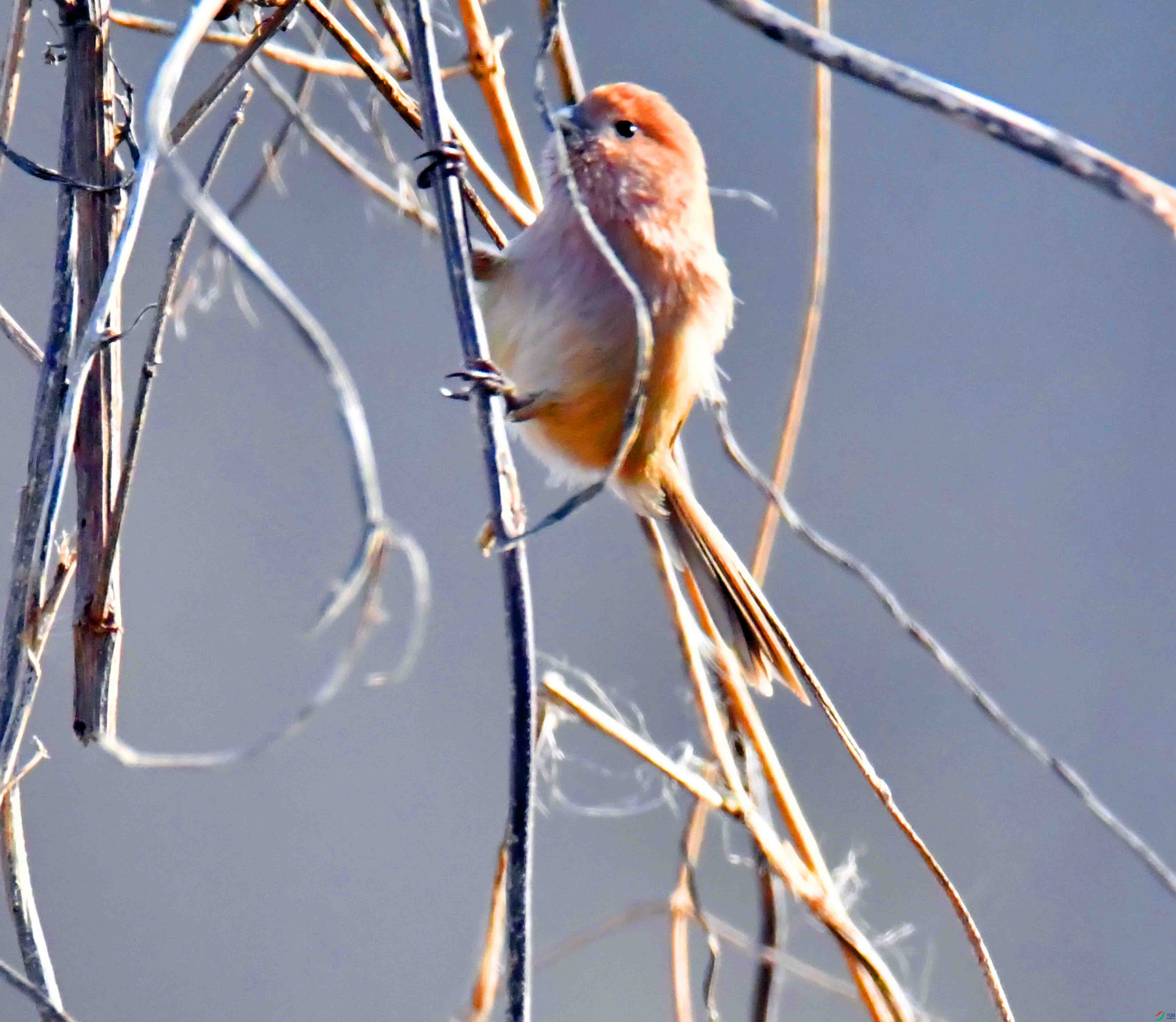 DSC_2037.JPG