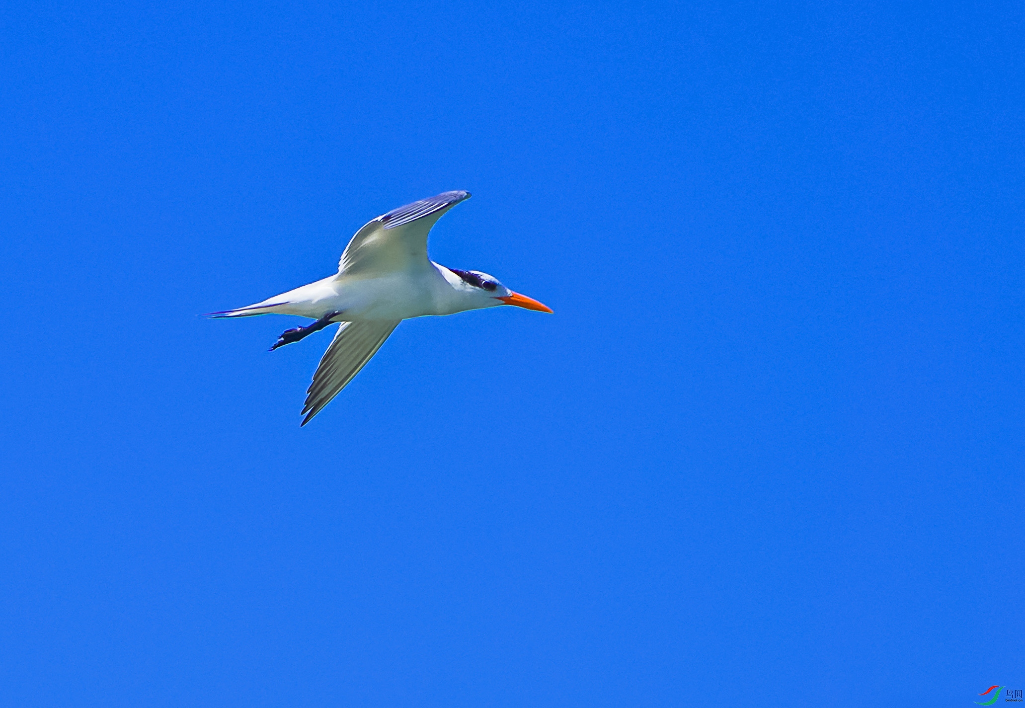 DSC08374-6x.jpg
