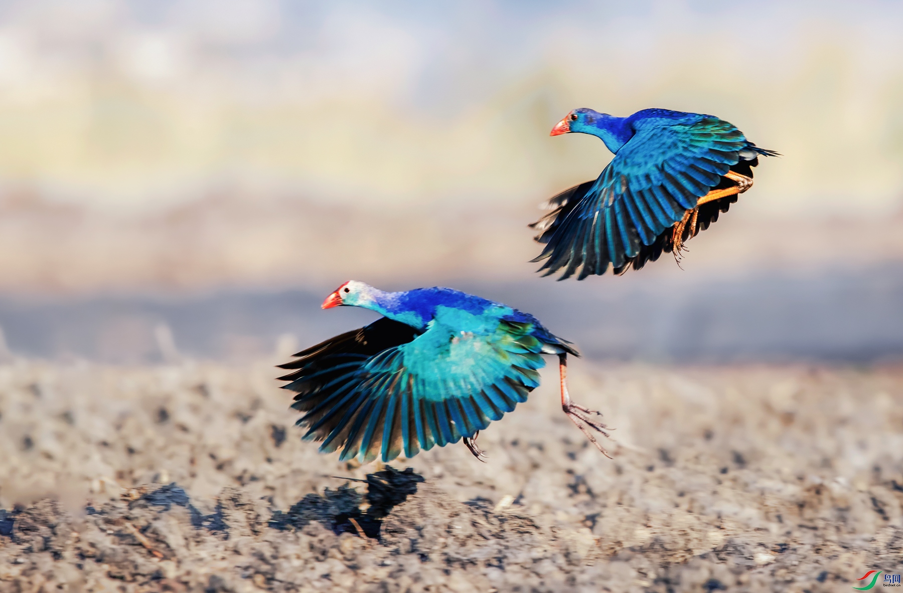 ��ˮ��----�������