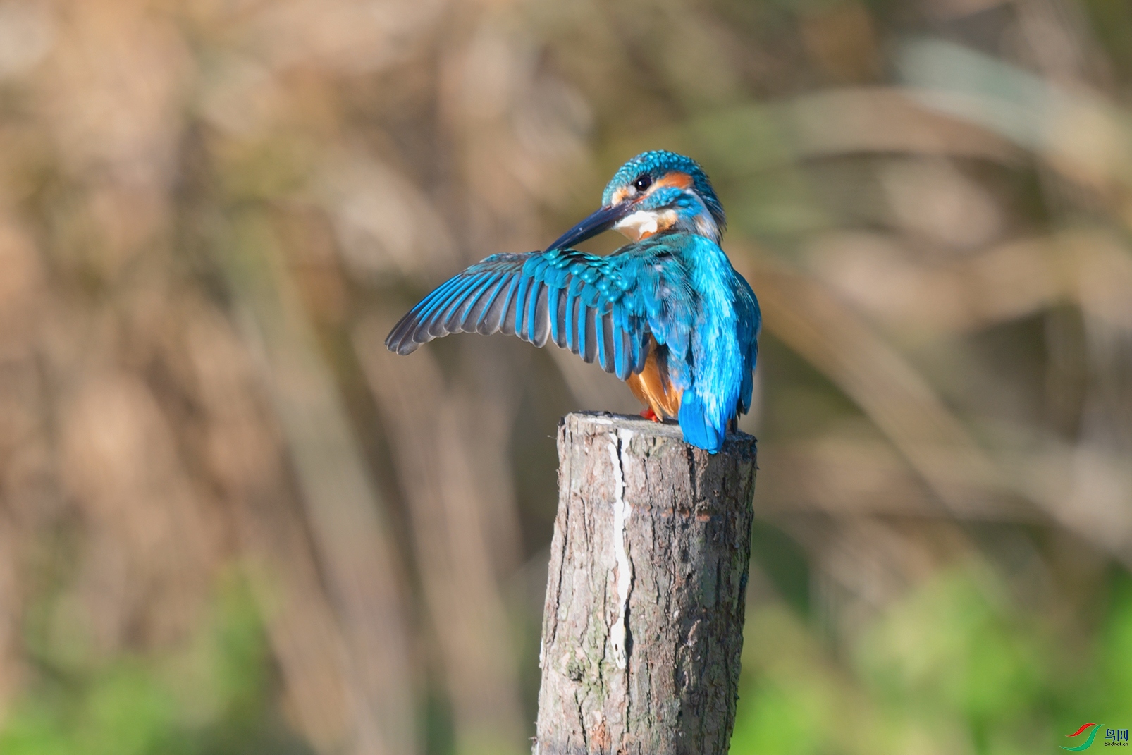 6DSC_6923_DxOa.jpg