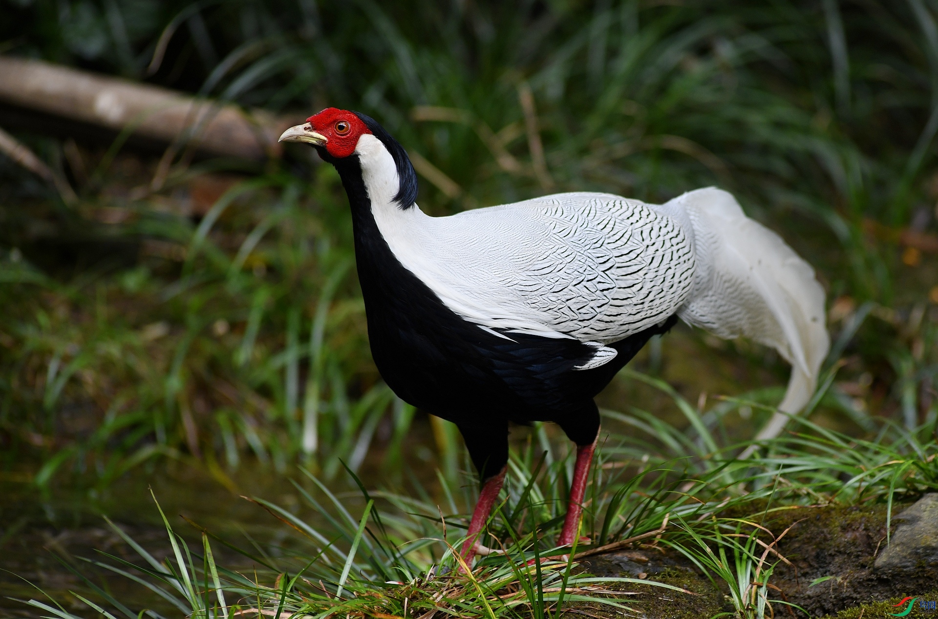 DSC_1059.jpg