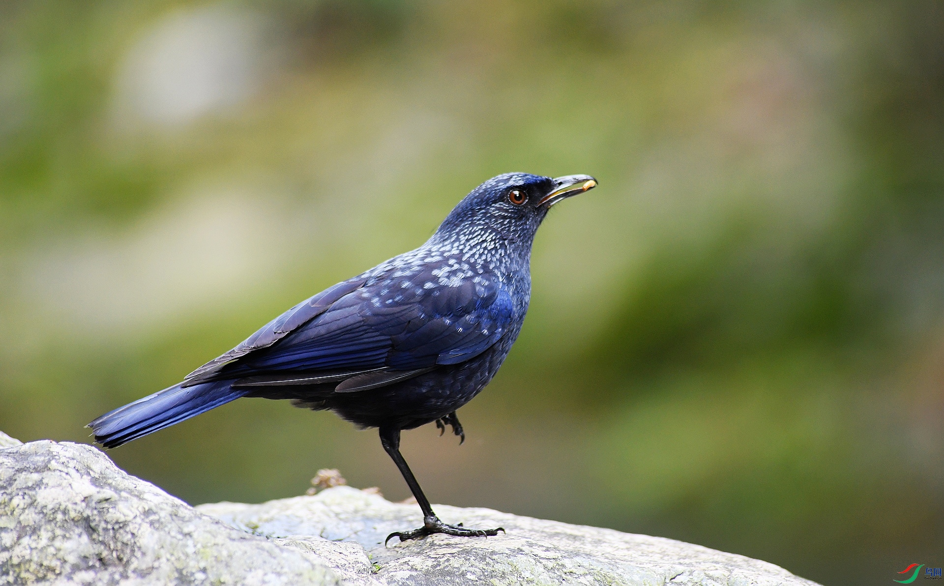 DSC_1323.jpg