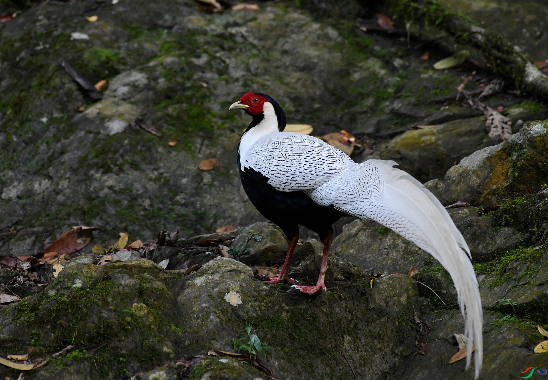 DSC_1453.jpg