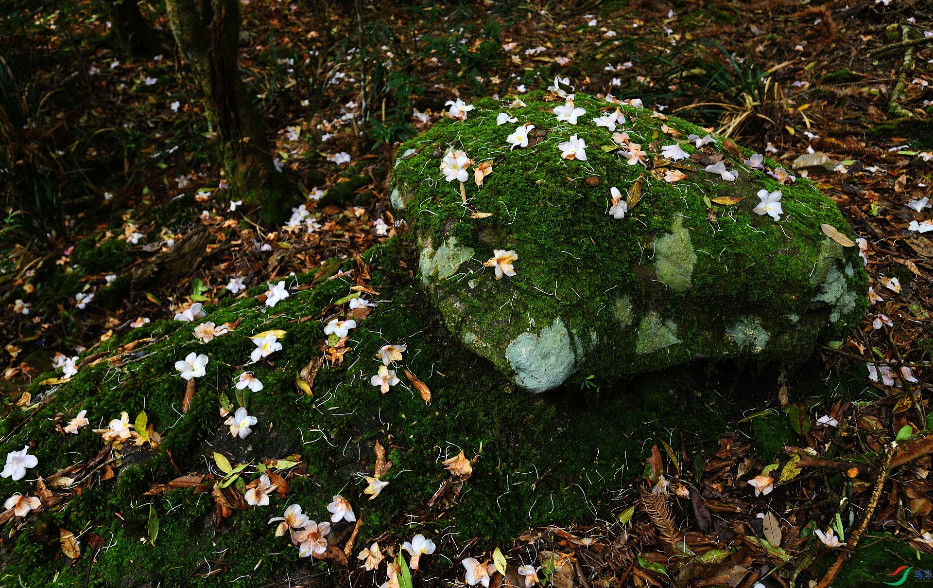 DSC_4332.jpg