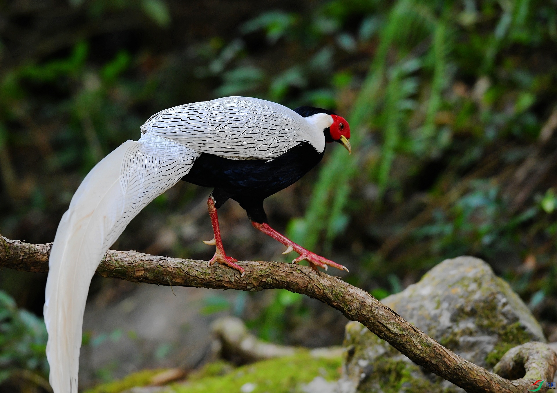 DSC_8411.jpg