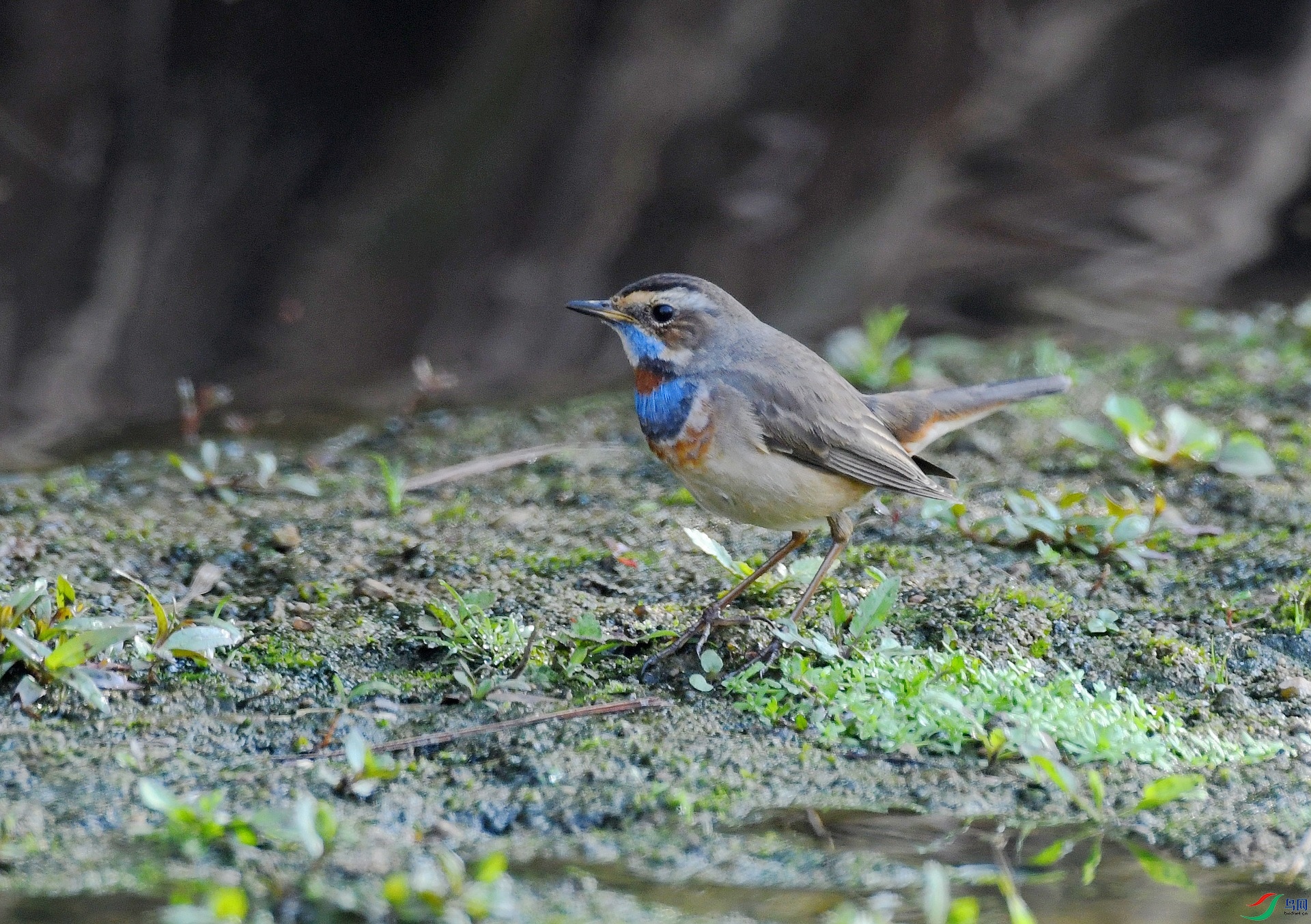 DSC_9601.jpg